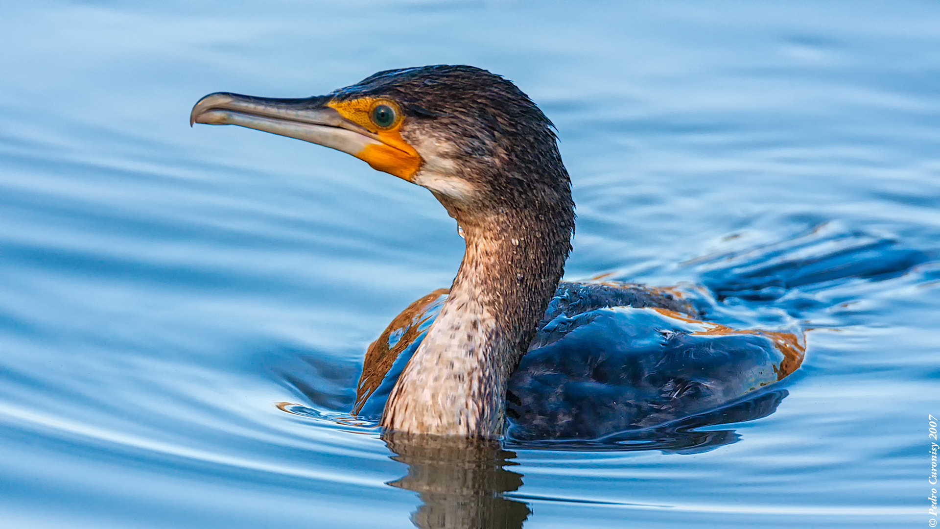 Canon EOS 40D + Canon EF 500mm F4L IS USM sample photo. Cormorán grande photography