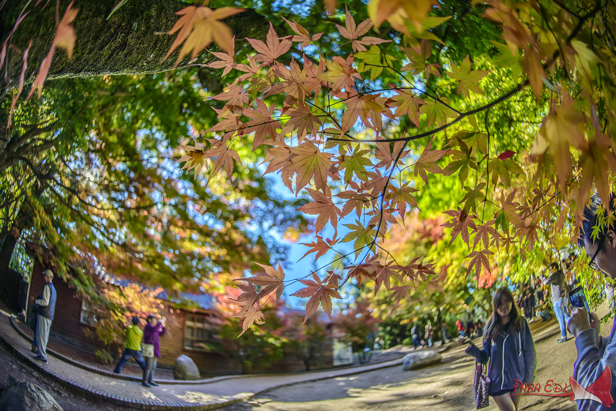 Nikon D800E + Nikon AF Fisheye-Nikkor 16mm F2.8D sample photo. Fu-shou-shan photography