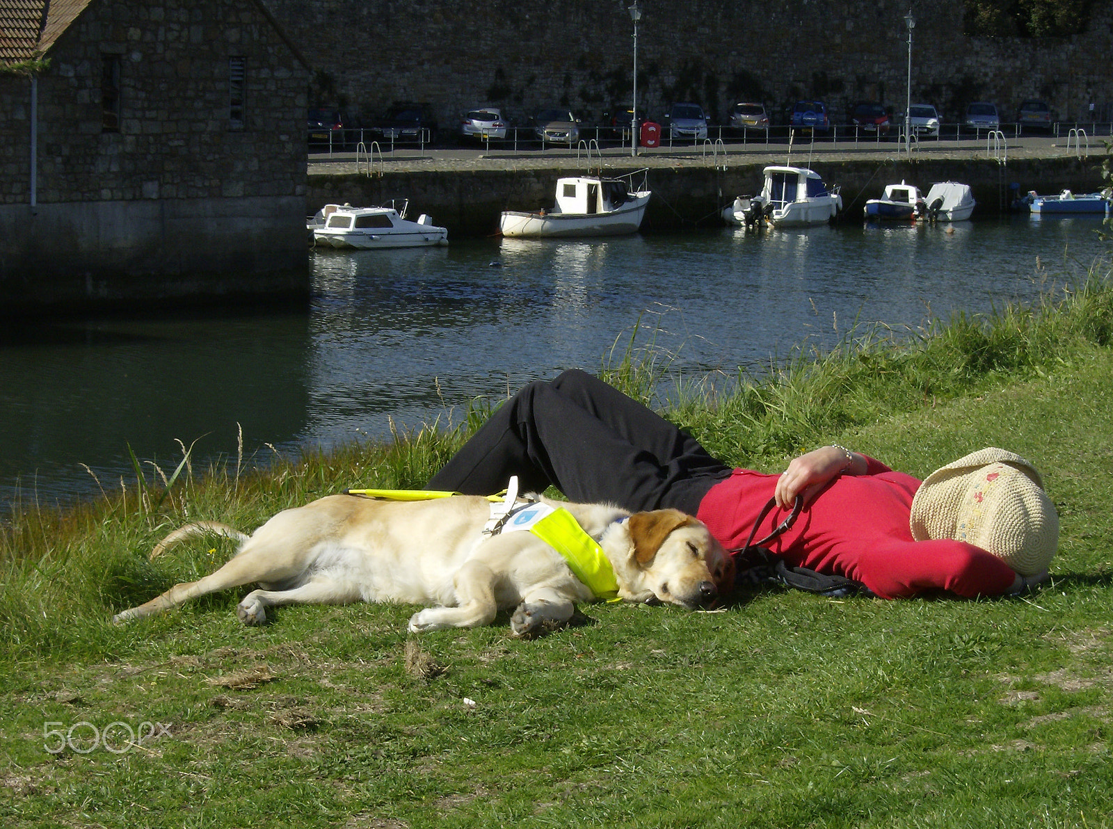 HP Photosmart M425 sample photo. Guide dog relaxing with owner photography