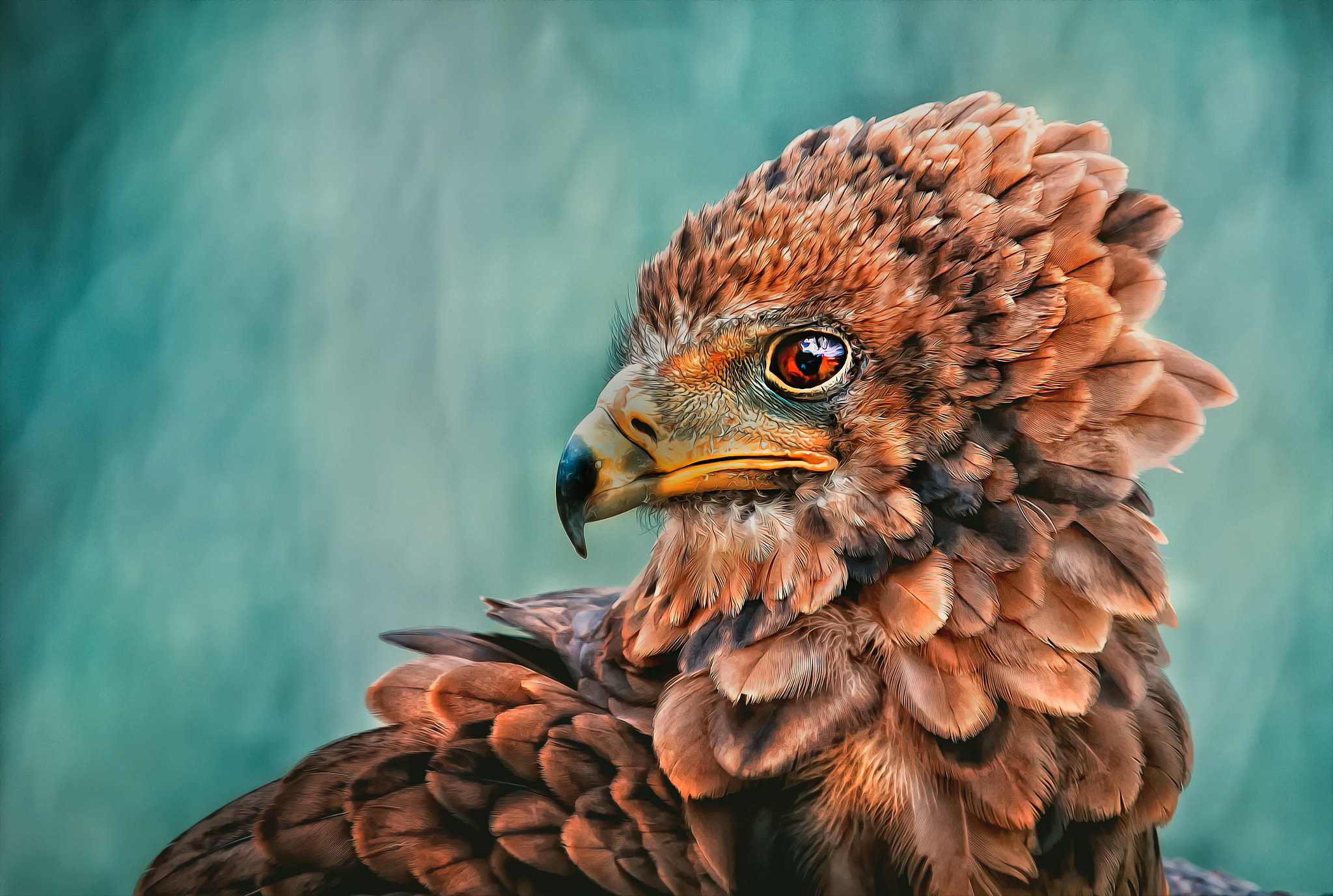 Sigma 50-500mm f/4-6.3 APO HSM EX sample photo. Vulture photography