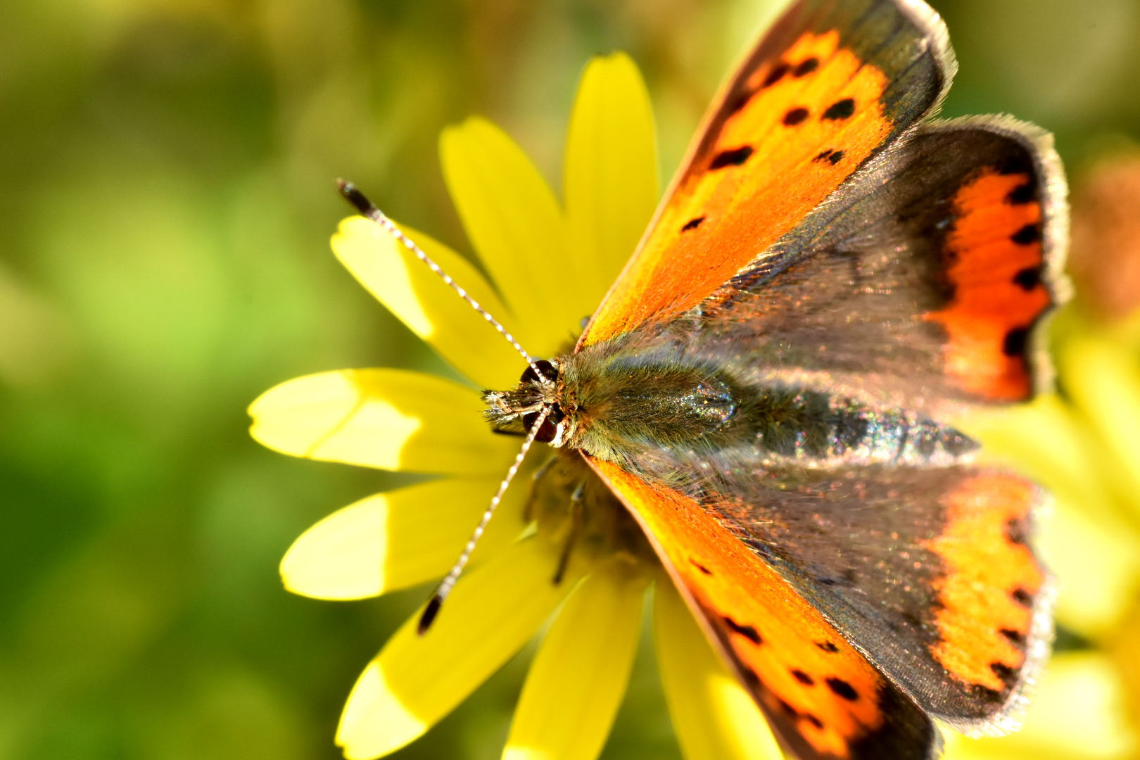 Nikon D7200 + Sigma 105mm F2.8 EX DG Macro sample photo. Butterfly photography