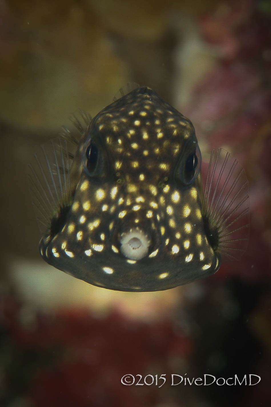 Canon EF 100mm F2.8 Macro USM sample photo. Smooth trunkfish photography