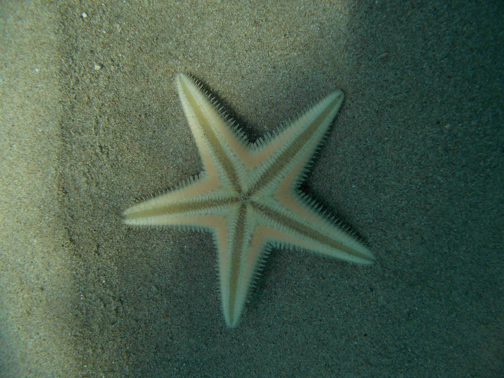 Nikon Coolpix S31 sample photo. Starfish photography