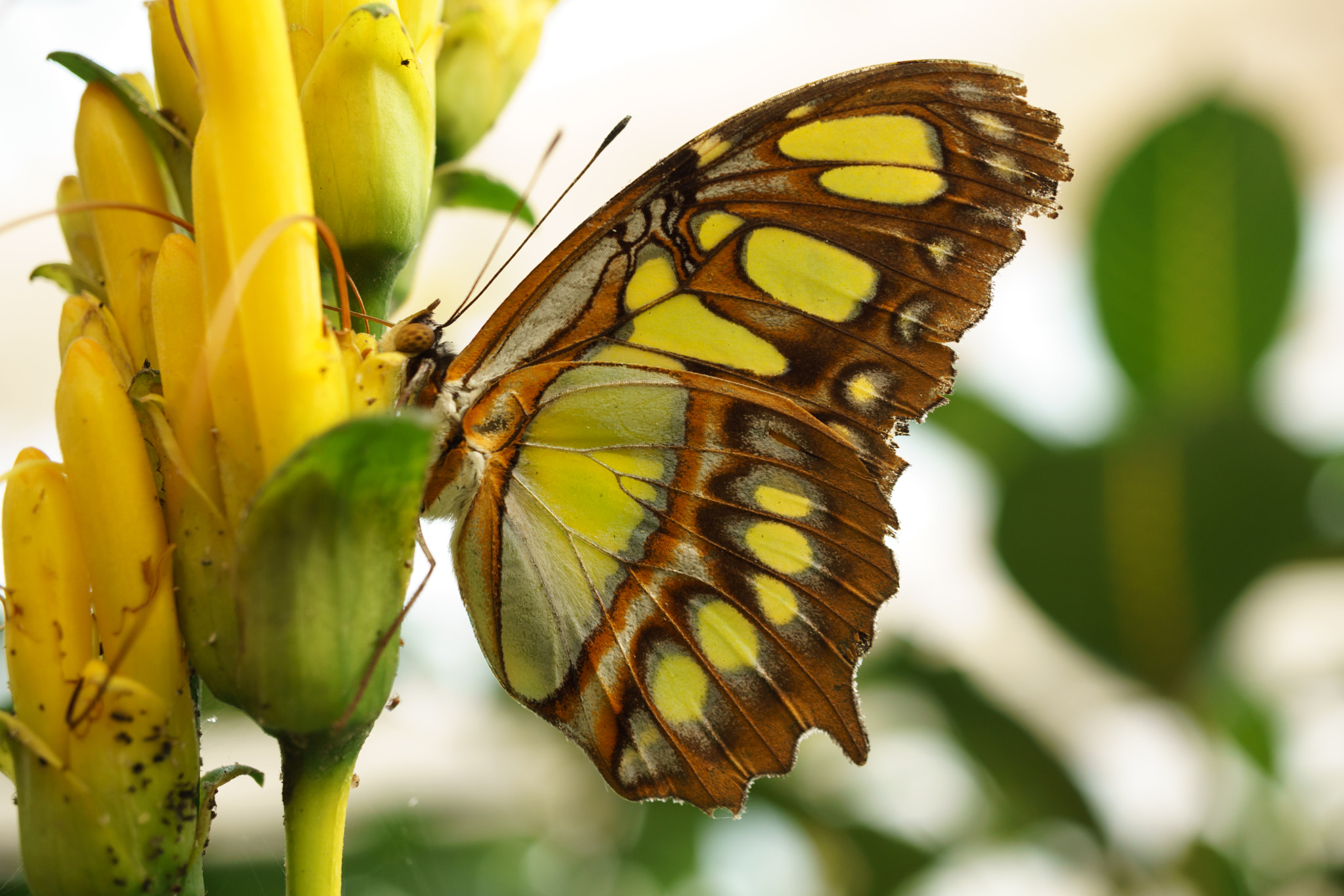 Sony a5100 + Sony E 30mm F3.5 Macro sample photo. Butterfly photography