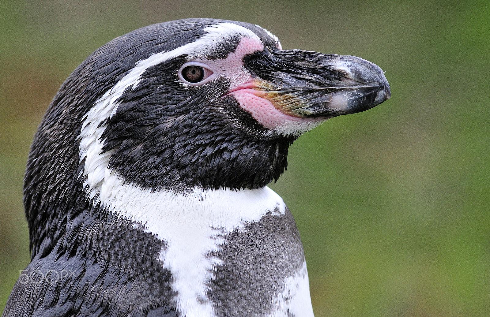 AF Nikkor 300mm f/2.8 IF-ED N sample photo. Humbolt pinguin photography
