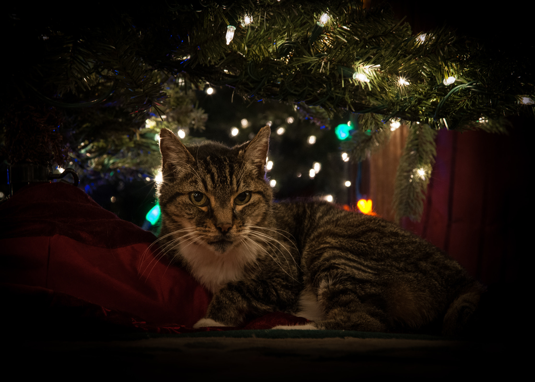 Nikon D3X + AF Zoom-Nikkor 24-120mm f/3.5-5.6D IF sample photo. Christmas cat photography