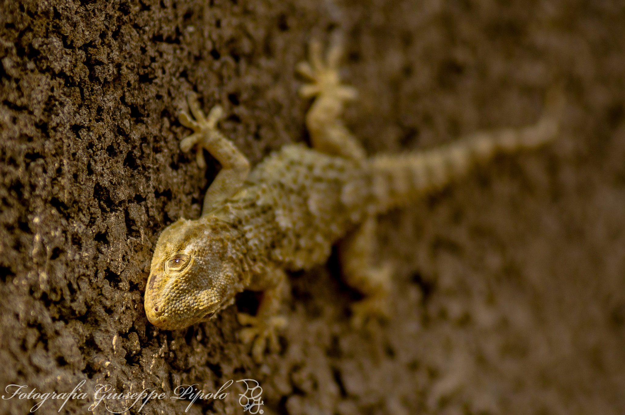 Sony SLT-A55 (SLT-A55V) + Tamron SP AF 90mm F2.8 Di Macro sample photo. Tarentola mauritanica photography