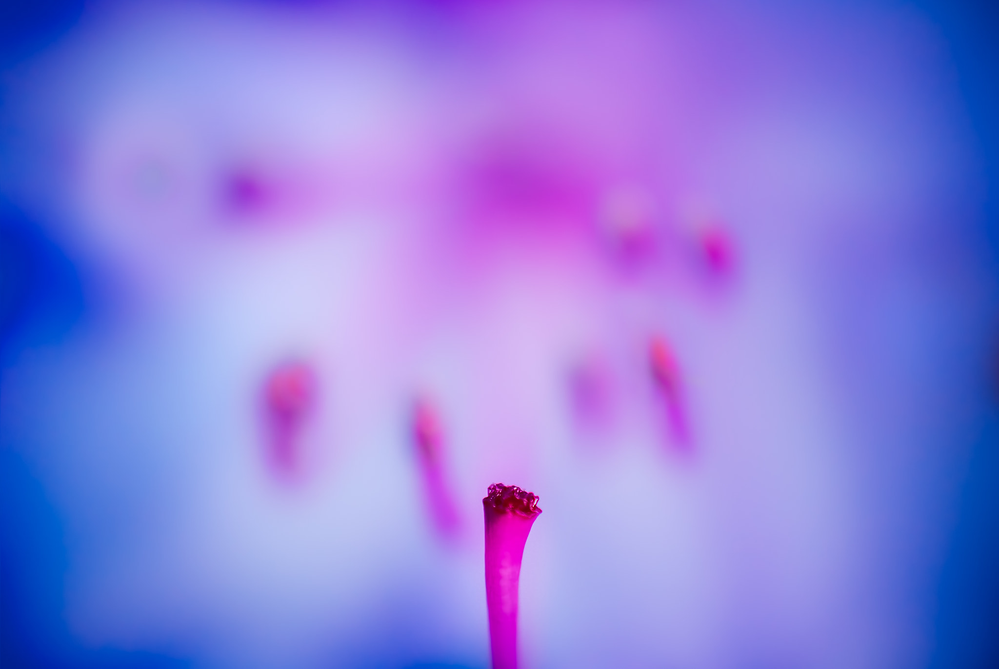 Nikon AF-S DX Micro-Nikkor 85mm F3.5G ED VR sample photo. Pink flower photography