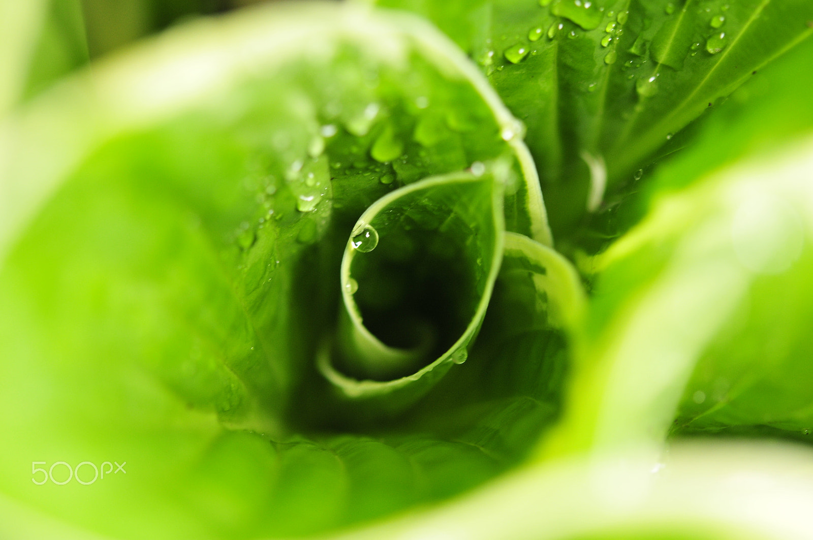Nikon AF-S Micro-Nikkor 60mm F2.8G ED sample photo. Spiral photography