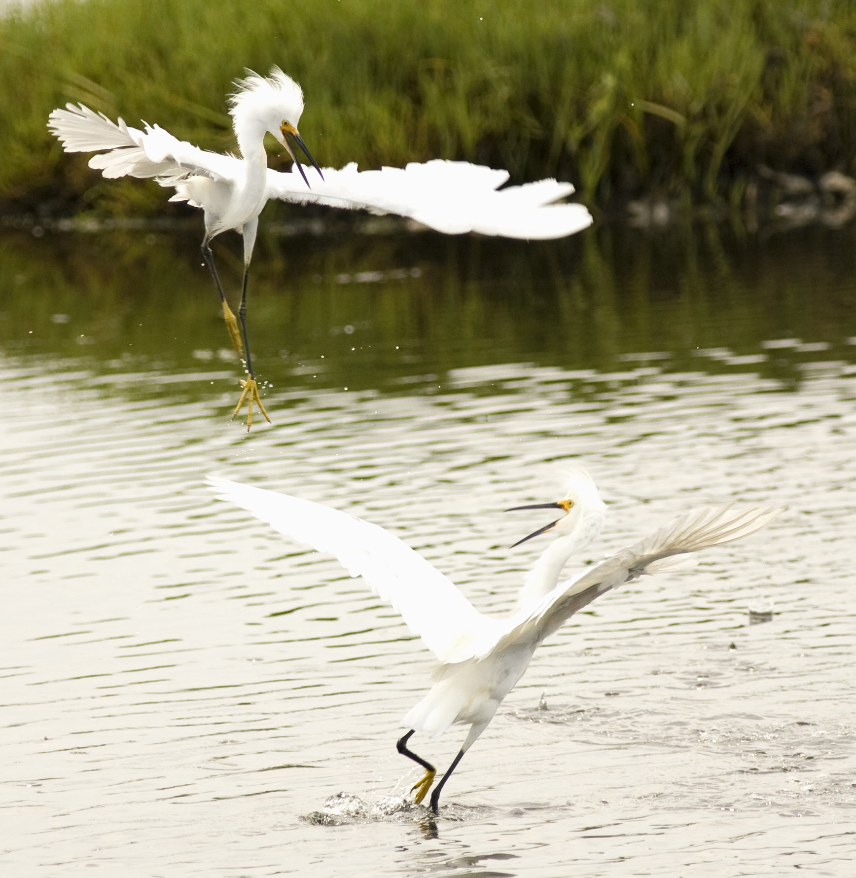Canon EOS-1D Mark II N + Canon EF 400mm F5.6L USM sample photo. Egret fight photography