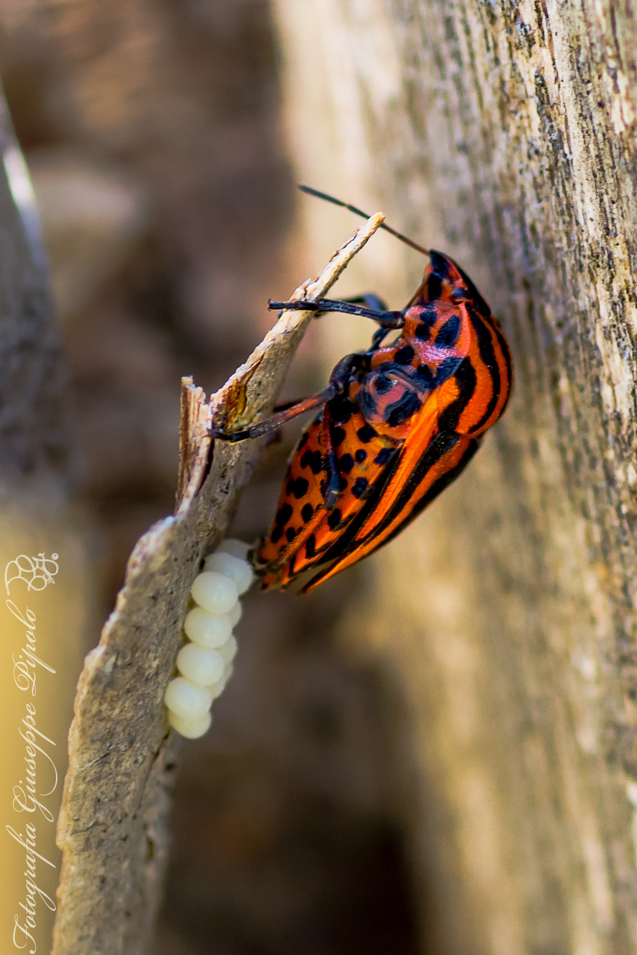 Sony SLT-A55 (SLT-A55V) + Tamron SP AF 90mm F2.8 Di Macro sample photo. Graphosoma lineatum / graphosoma italicum
 photography