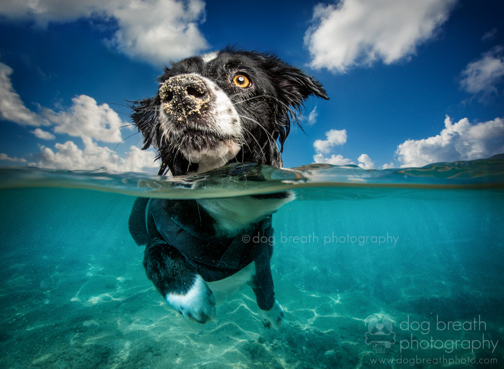 Caribbean Dog by Kaylee Greer on 500px.com