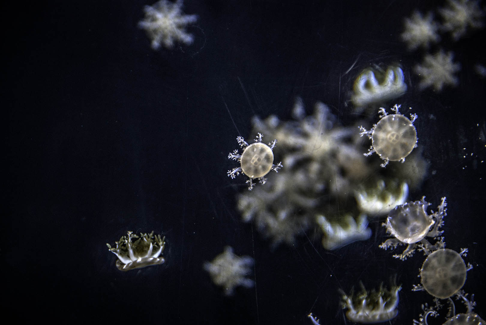 Sony Alpha DSLR-A330 sample photo. Jellies photography