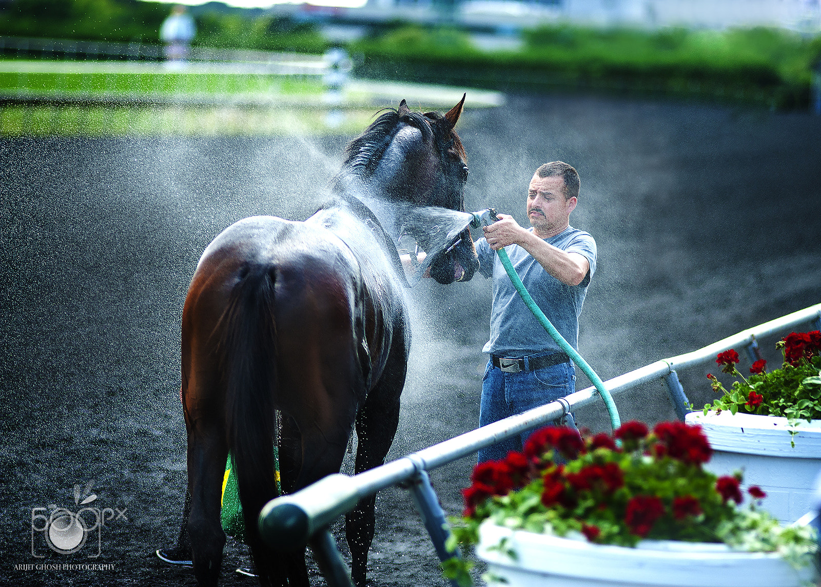 Nikon D3 + Nikon AF Nikkor 180mm F2.8D ED-IF sample photo. The companion... photography