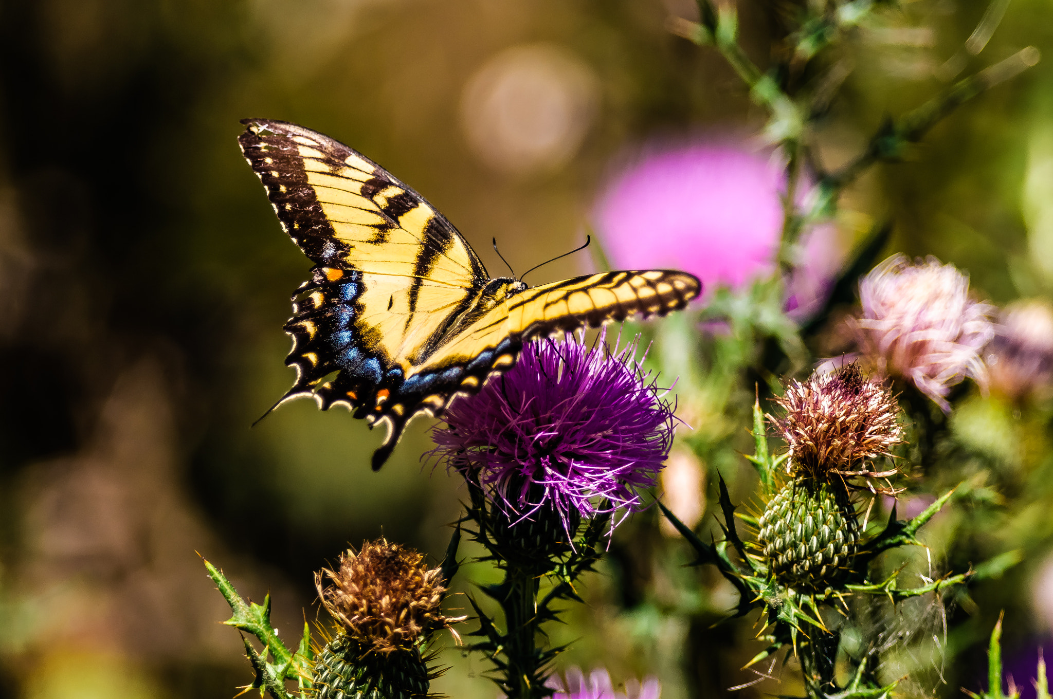 Nikon AF-S Nikkor 300mm F2.8G ED-IF VR sample photo. Eastern tiger swallowtail in the thistles photography