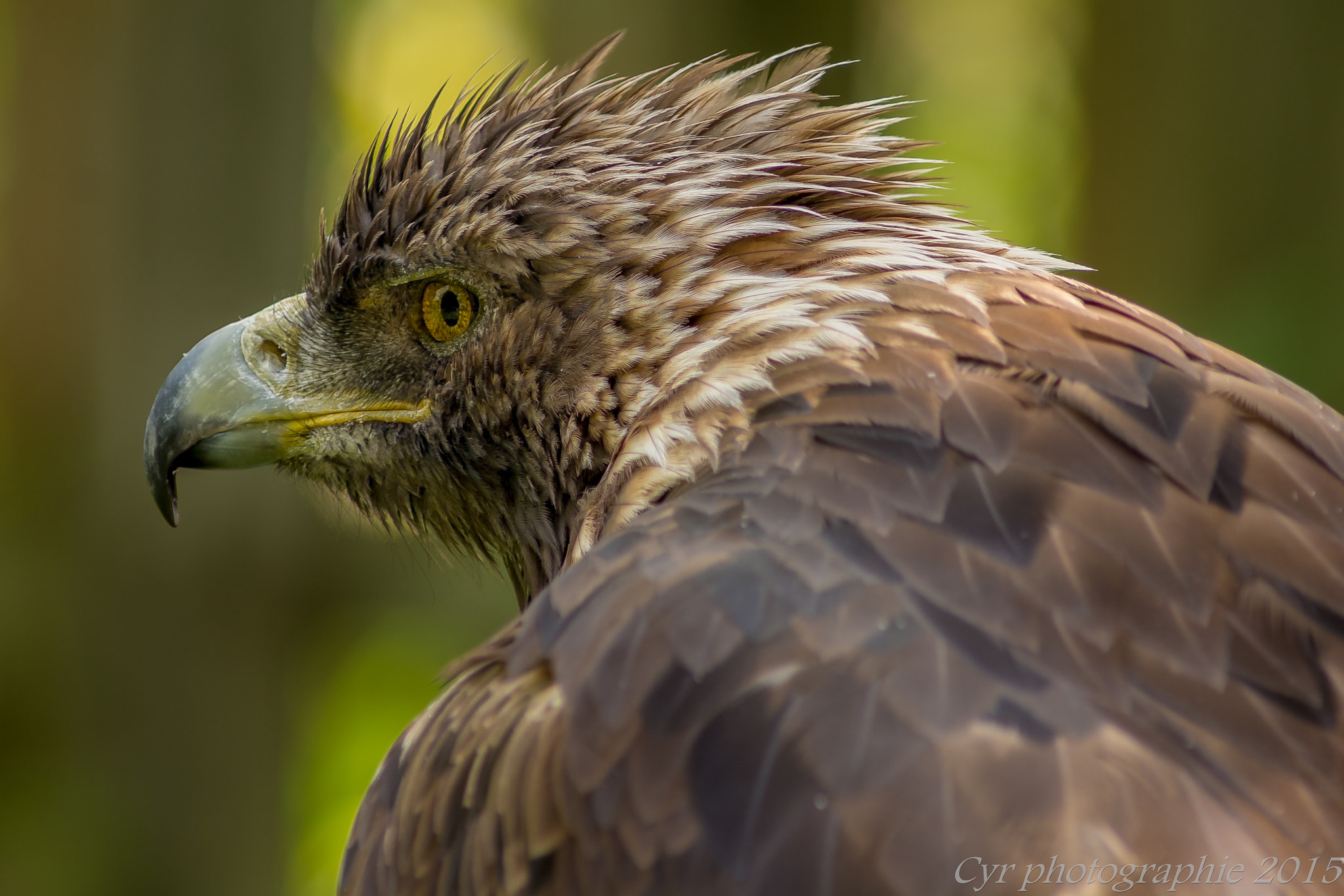 AF Nikkor 300mm f/4 IF-ED sample photo. 04072015-dsc_7287.jpg photography