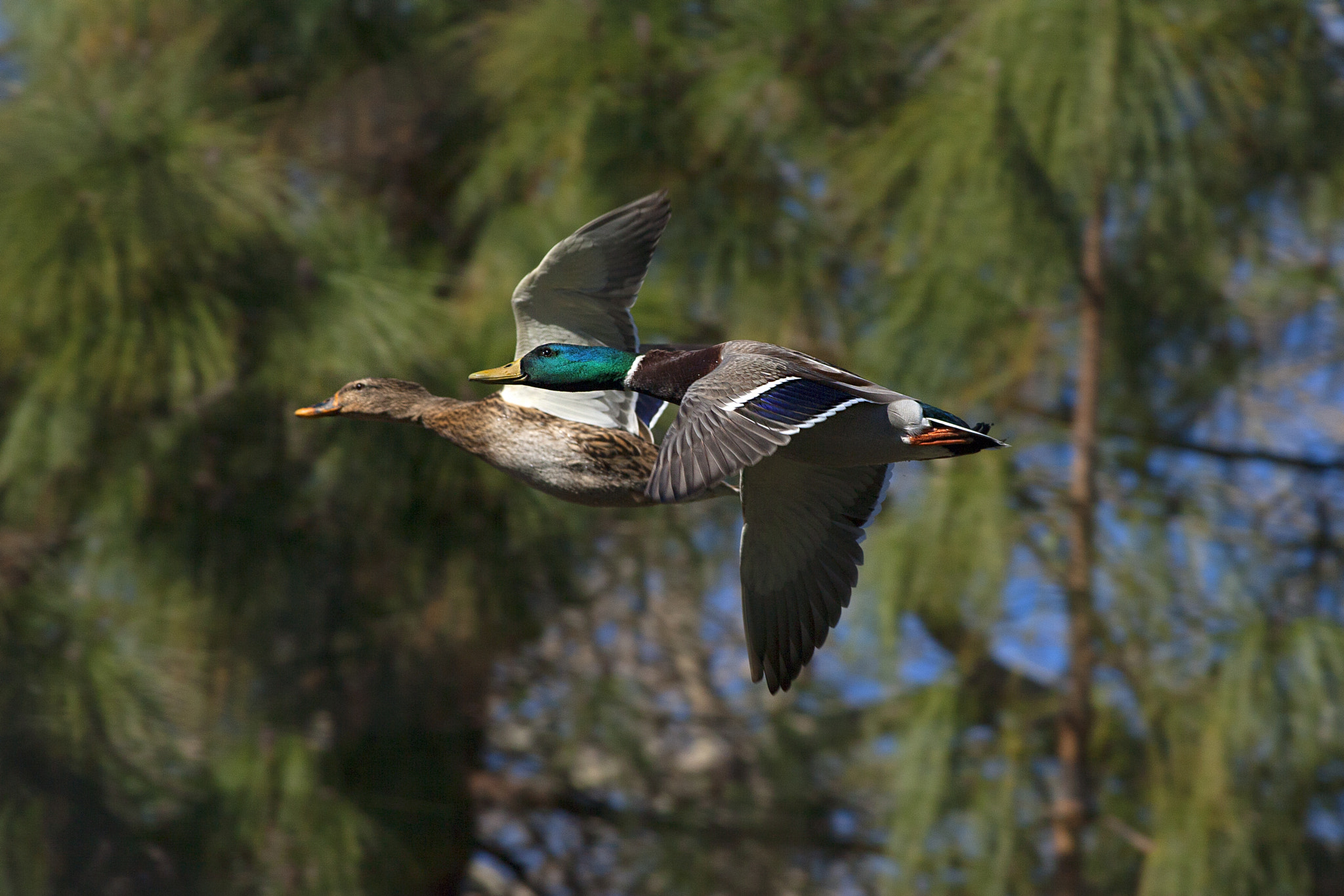 Canon EOS-1D Mark II N sample photo. In flighting photography