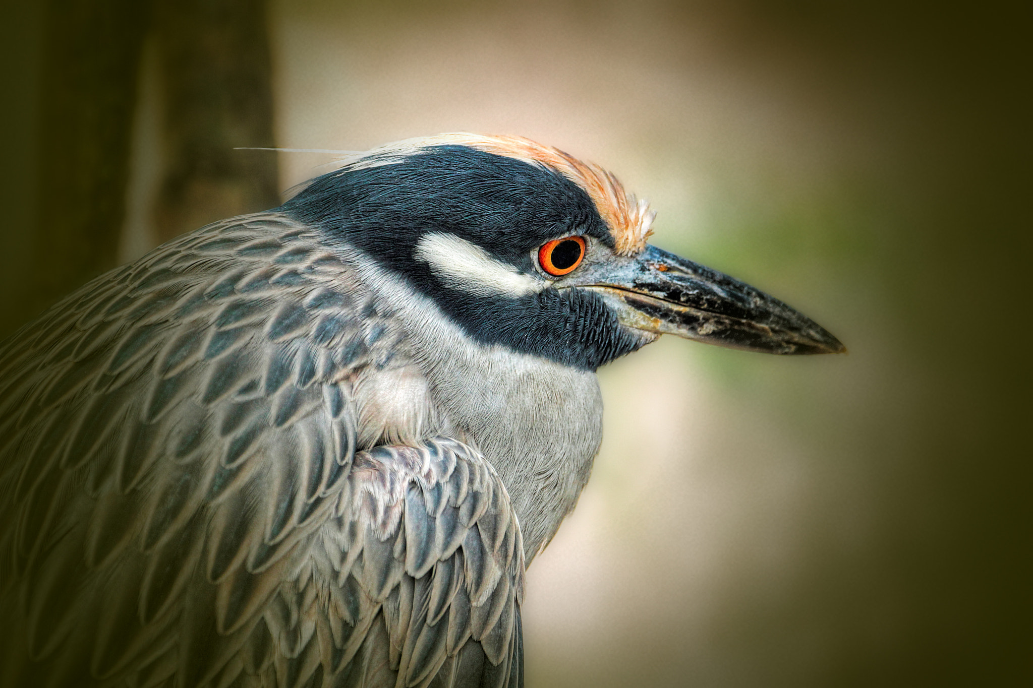 Canon EF 70-300mm F4-5.6L IS USM sample photo. Night heron portrait photography