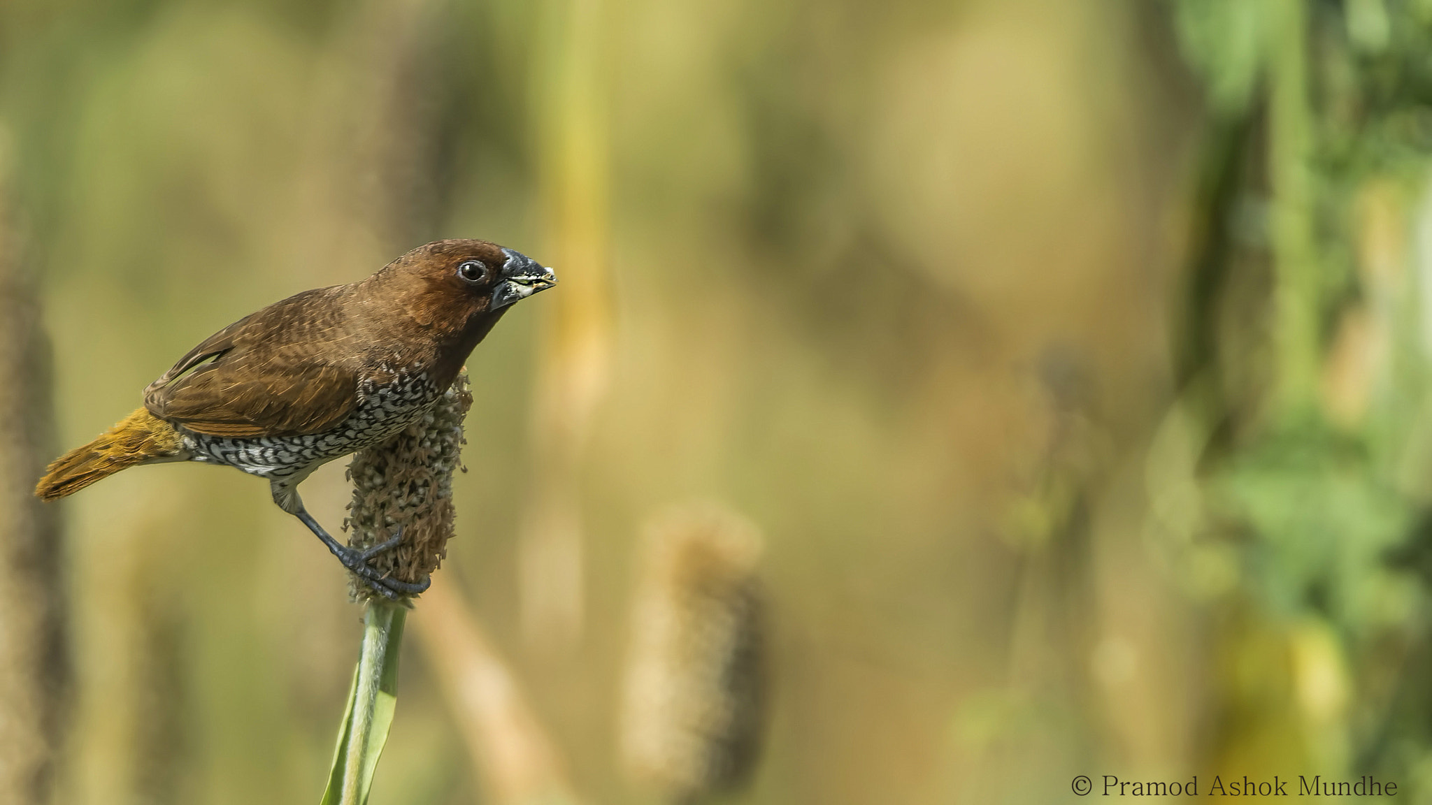 Nikon D5300 + Nikon AF-S Nikkor 300mm F4D ED-IF sample photo. Scaly breasted munia photography
