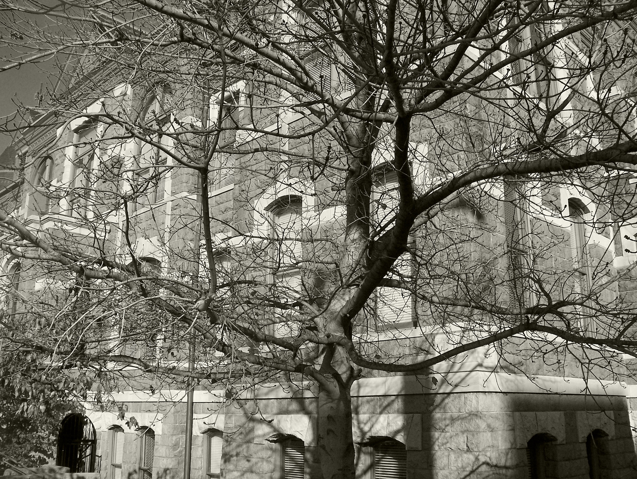 Kodak Z612 ZOOM DIGITAL CAMERA sample photo. Building and tree photography