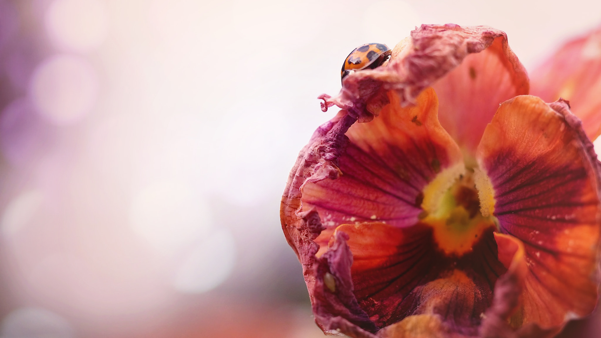 Olympus PEN E-PL5 sample photo. A lady and her flower photography