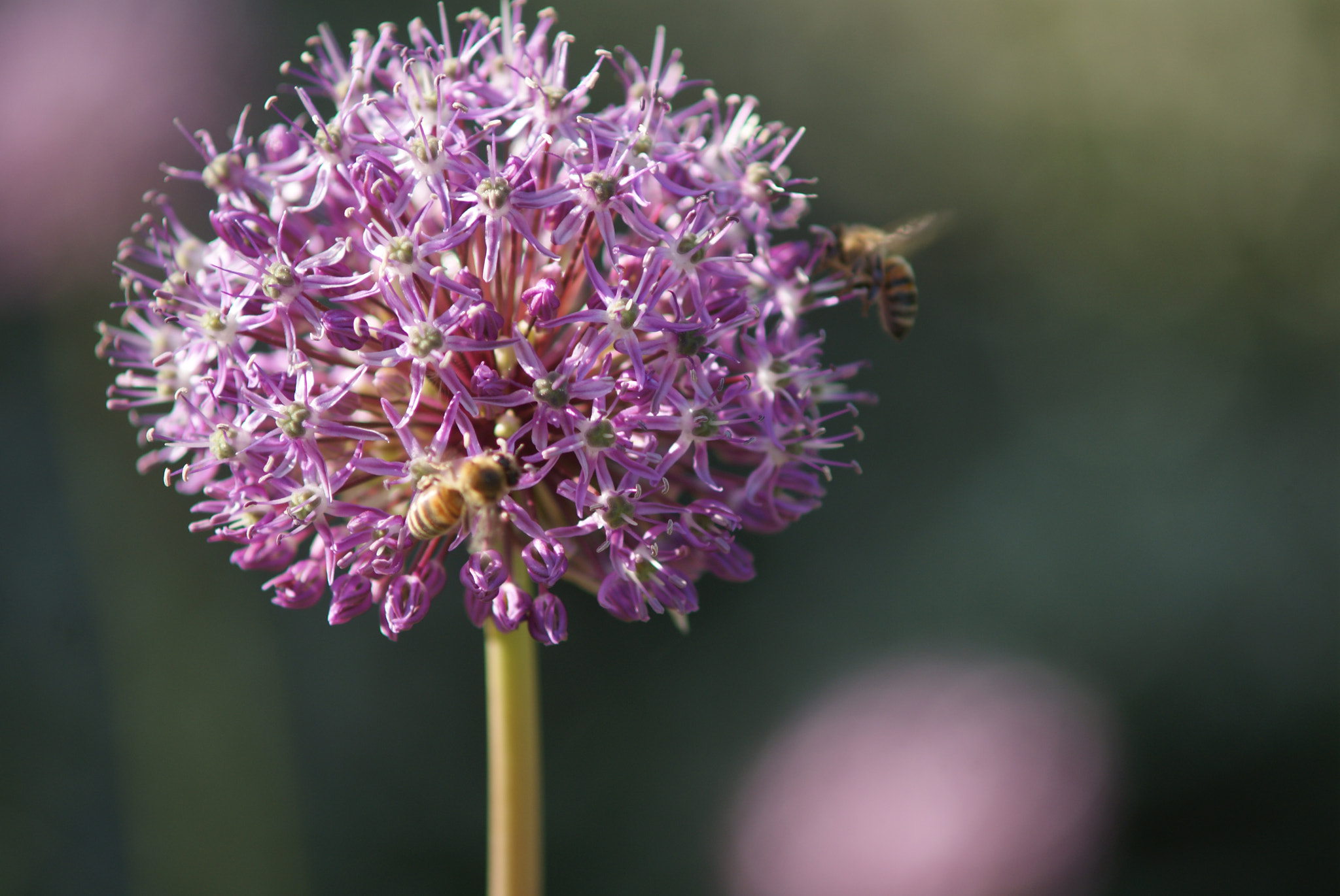 Minolta AF 70-210mm F4 Macro sample photo. Busy little bees photography