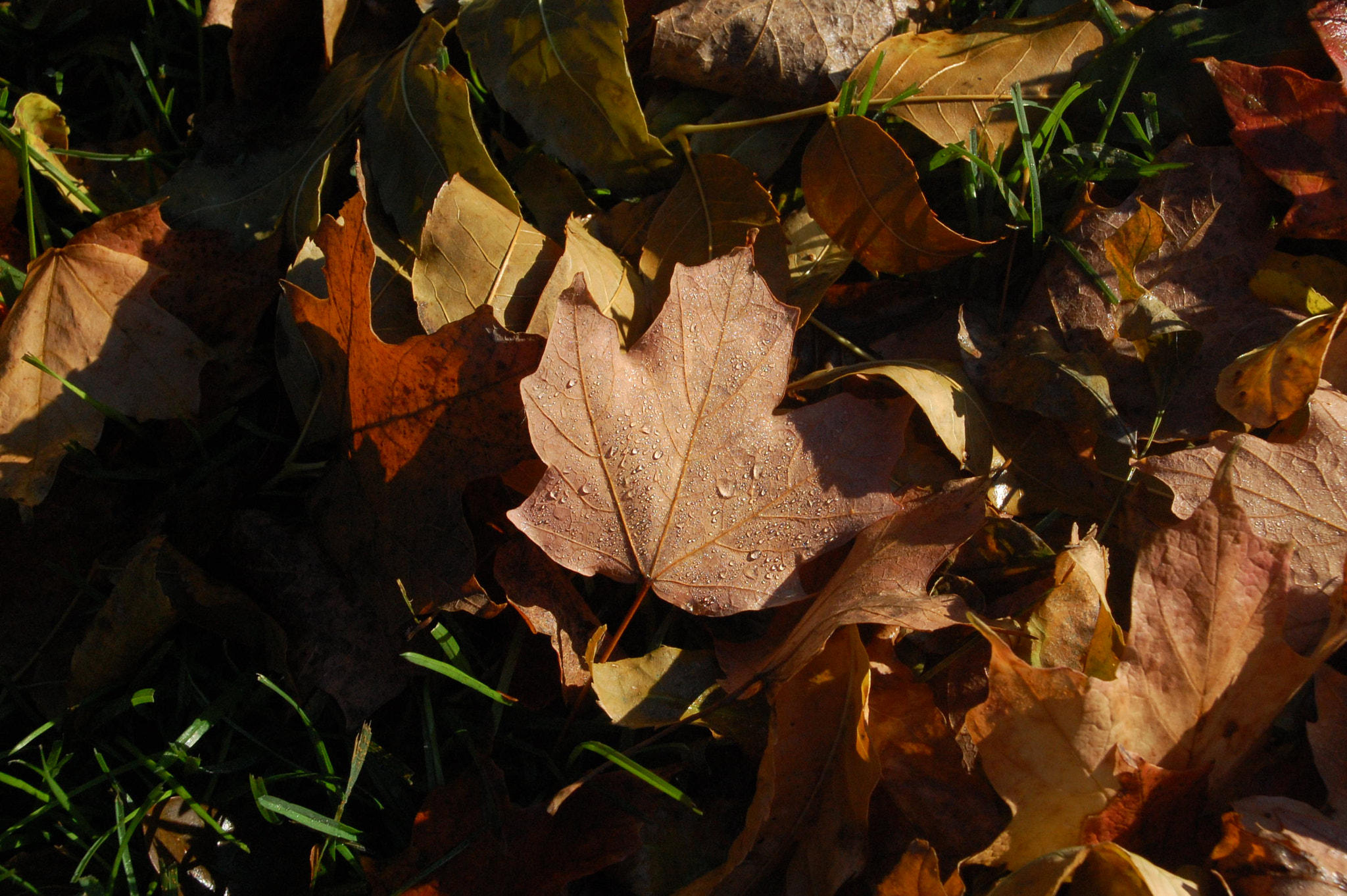 Nikon D40 sample photo. Sunny fall day photography