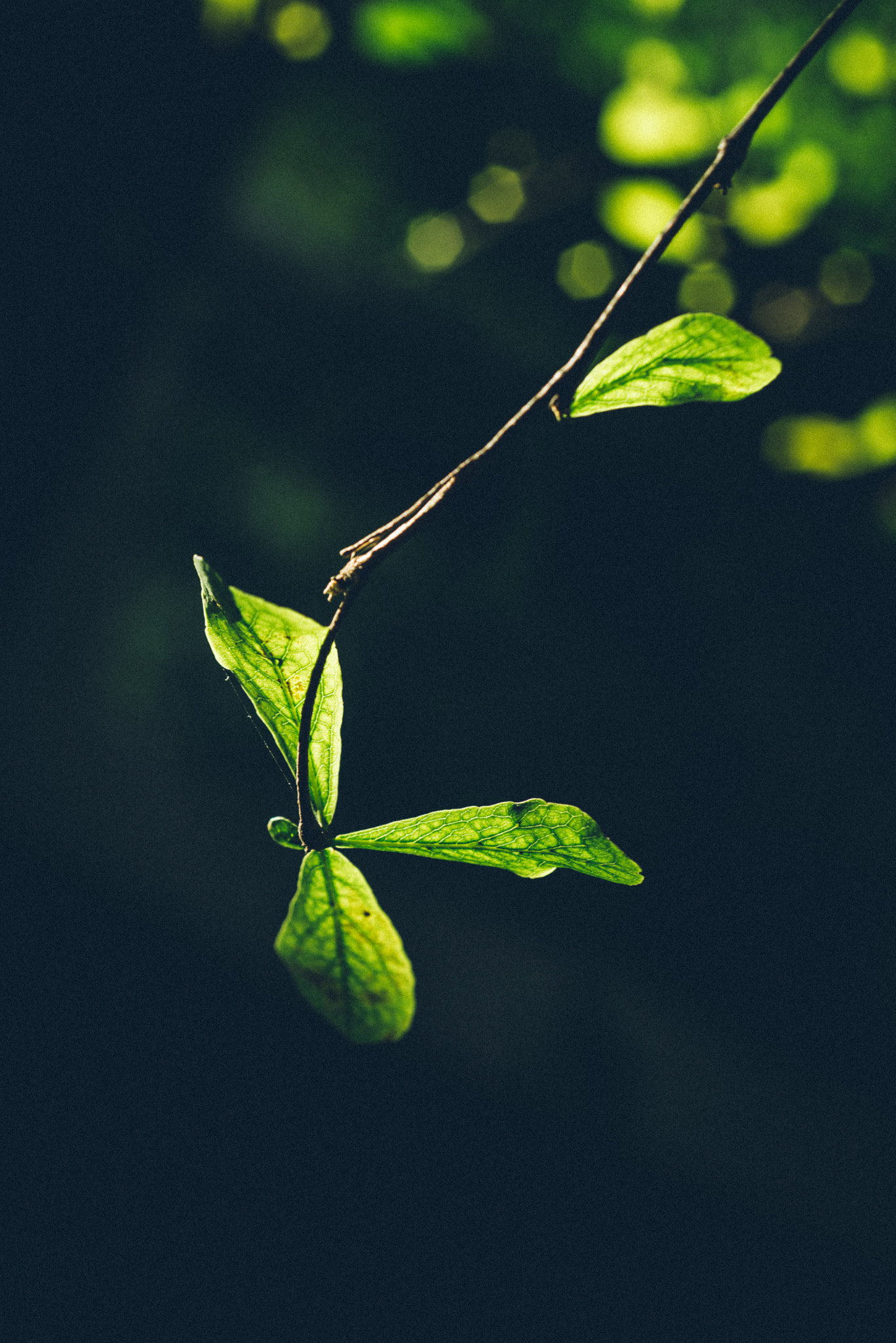 Nikon D800 + AF Micro-Nikkor 60mm f/2.8 sample photo. Dragonfly plant photography