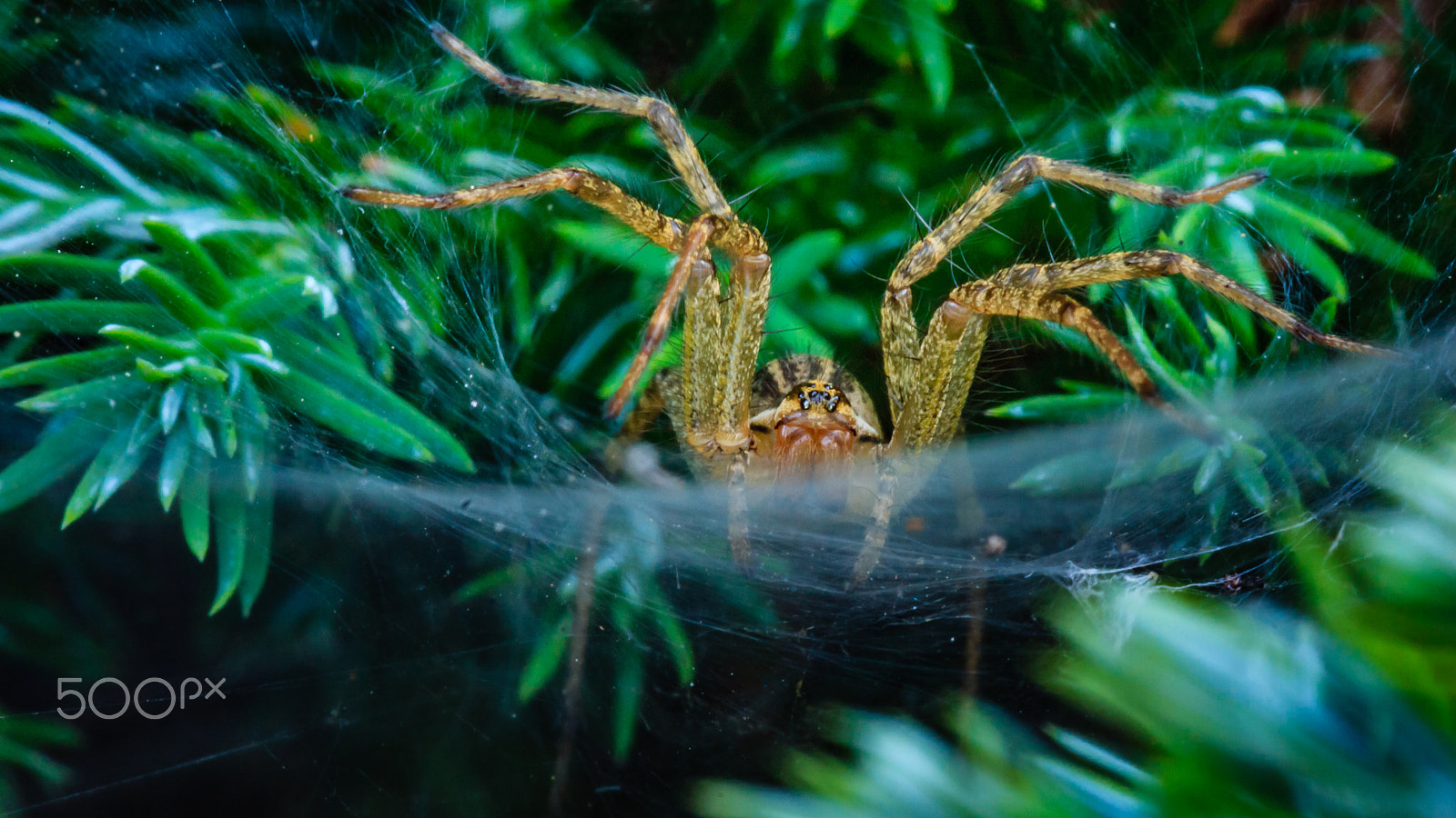 Sigma APO Macro 150mm f/2.8 EX DG HSM sample photo. Cranky spider photography