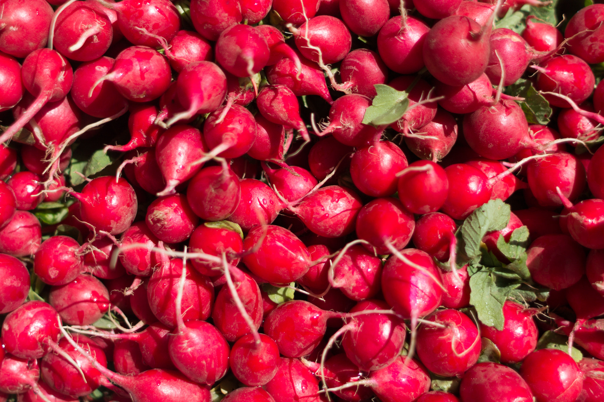 Canon EF 28mm F1.8 USM sample photo. Radishes photography