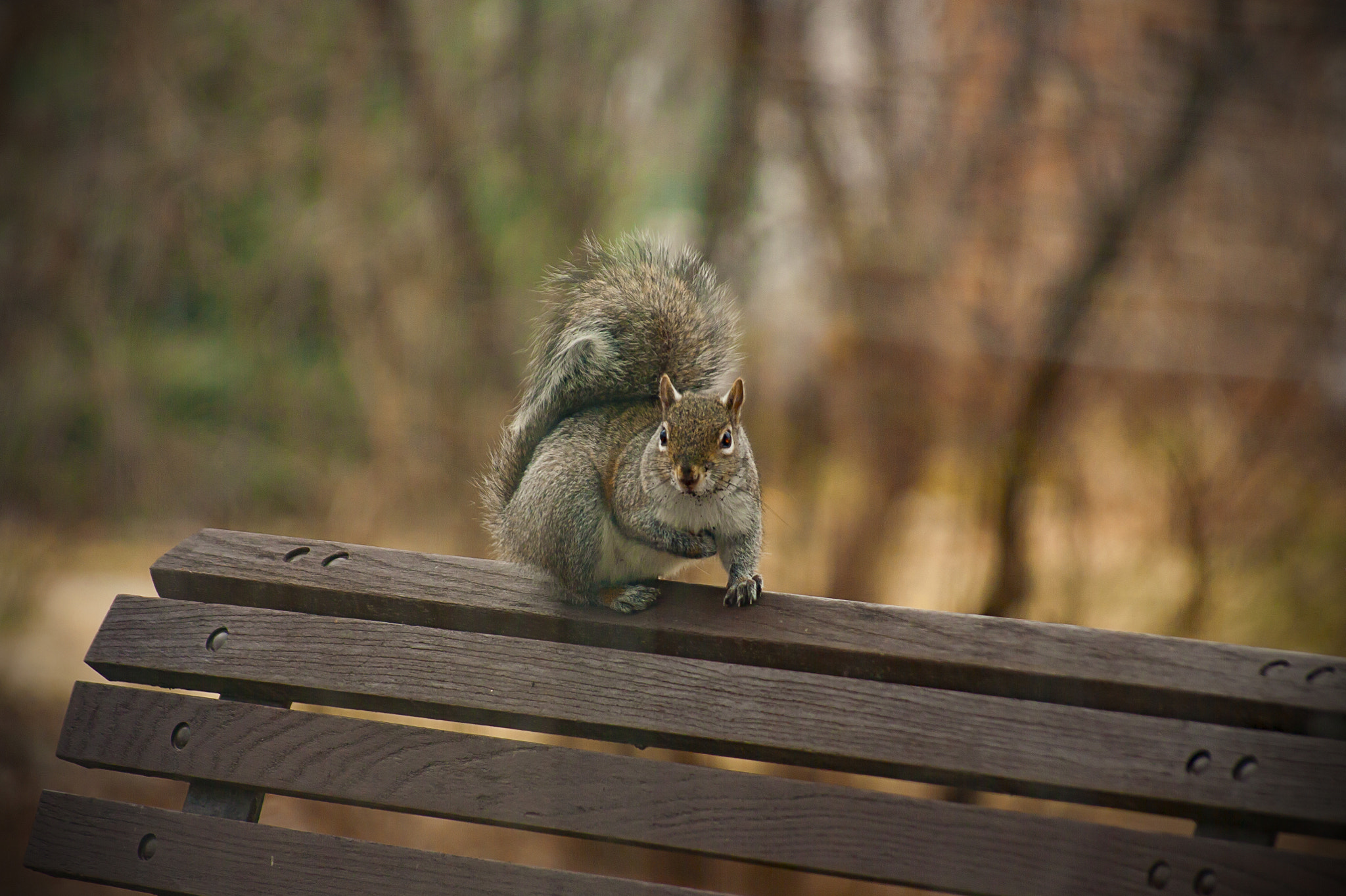 Canon EOS 450D (EOS Rebel XSi / EOS Kiss X2) + Sigma 50-200mm F4-5.6 DC OS HSM sample photo. Squirrel on a bench photography
