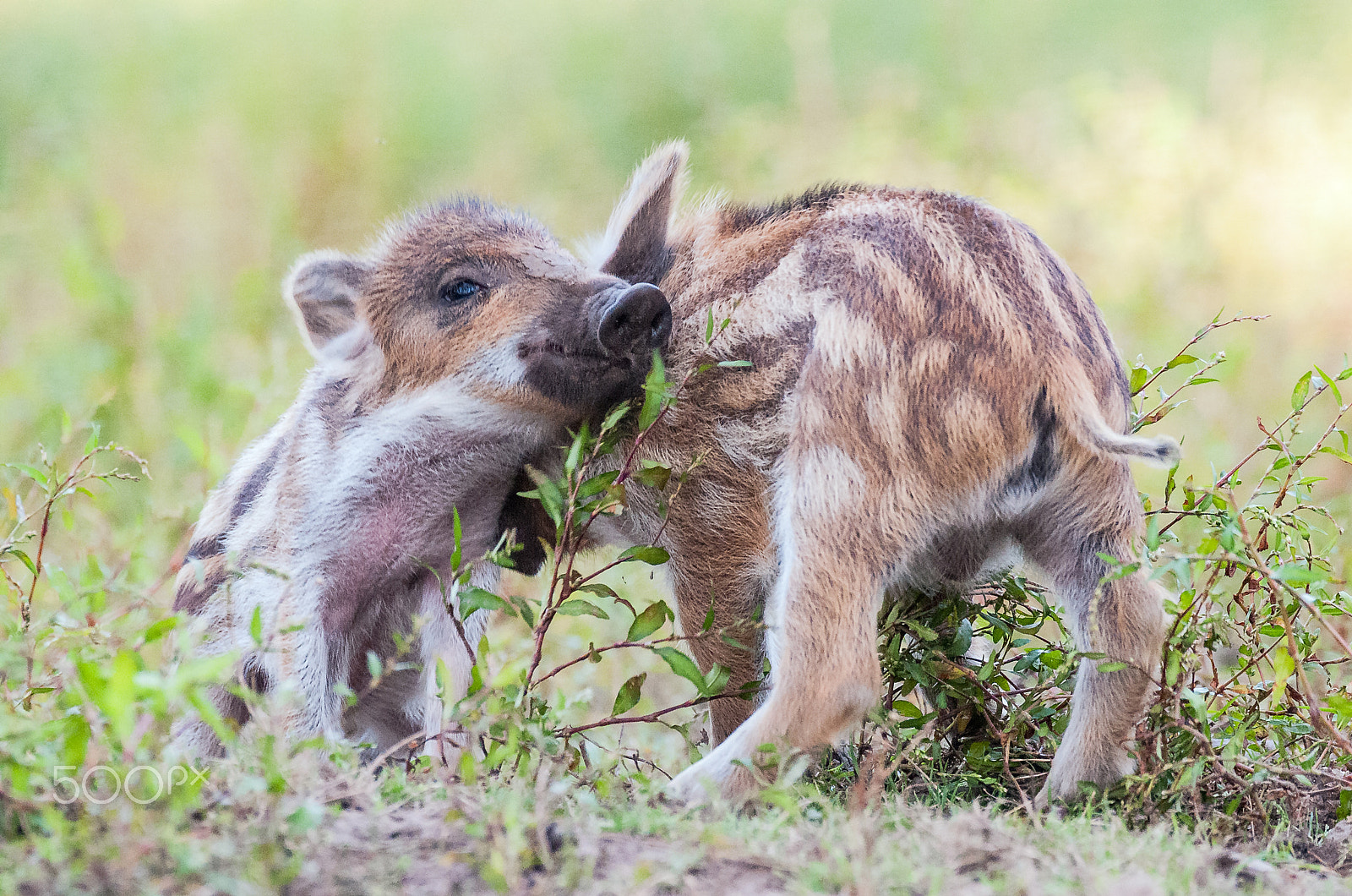 Sigma 120-300mm F2.8 EX DG HSM sample photo. Wild boar (young ones) photography