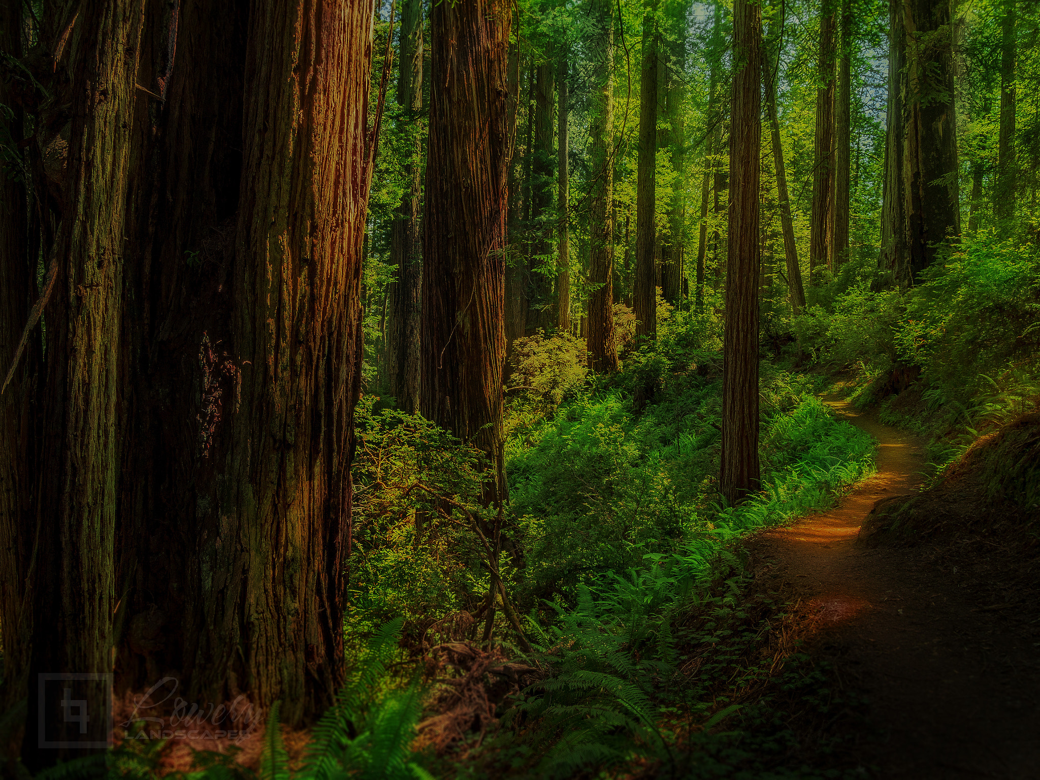 Olympus OM-D E-M5 sample photo. Endor photography