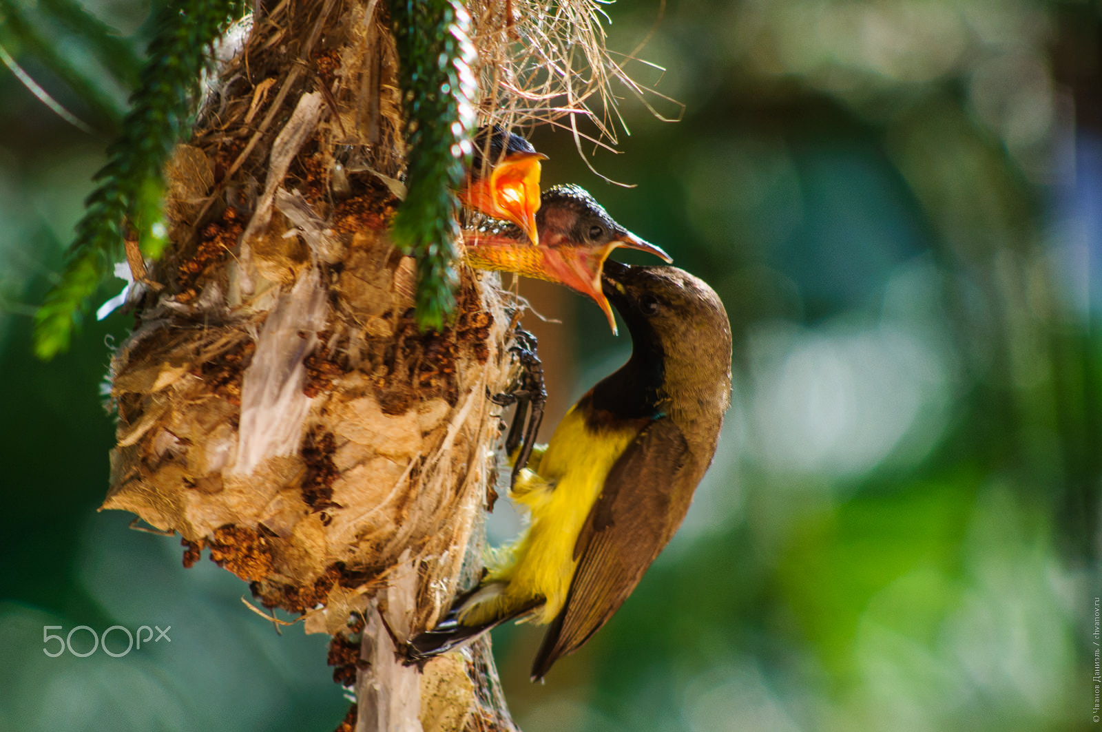 Nikon D90 + AF Nikkor 70-210mm f/4-5.6D sample photo. Olive backed sunbird feed its nestlings photography