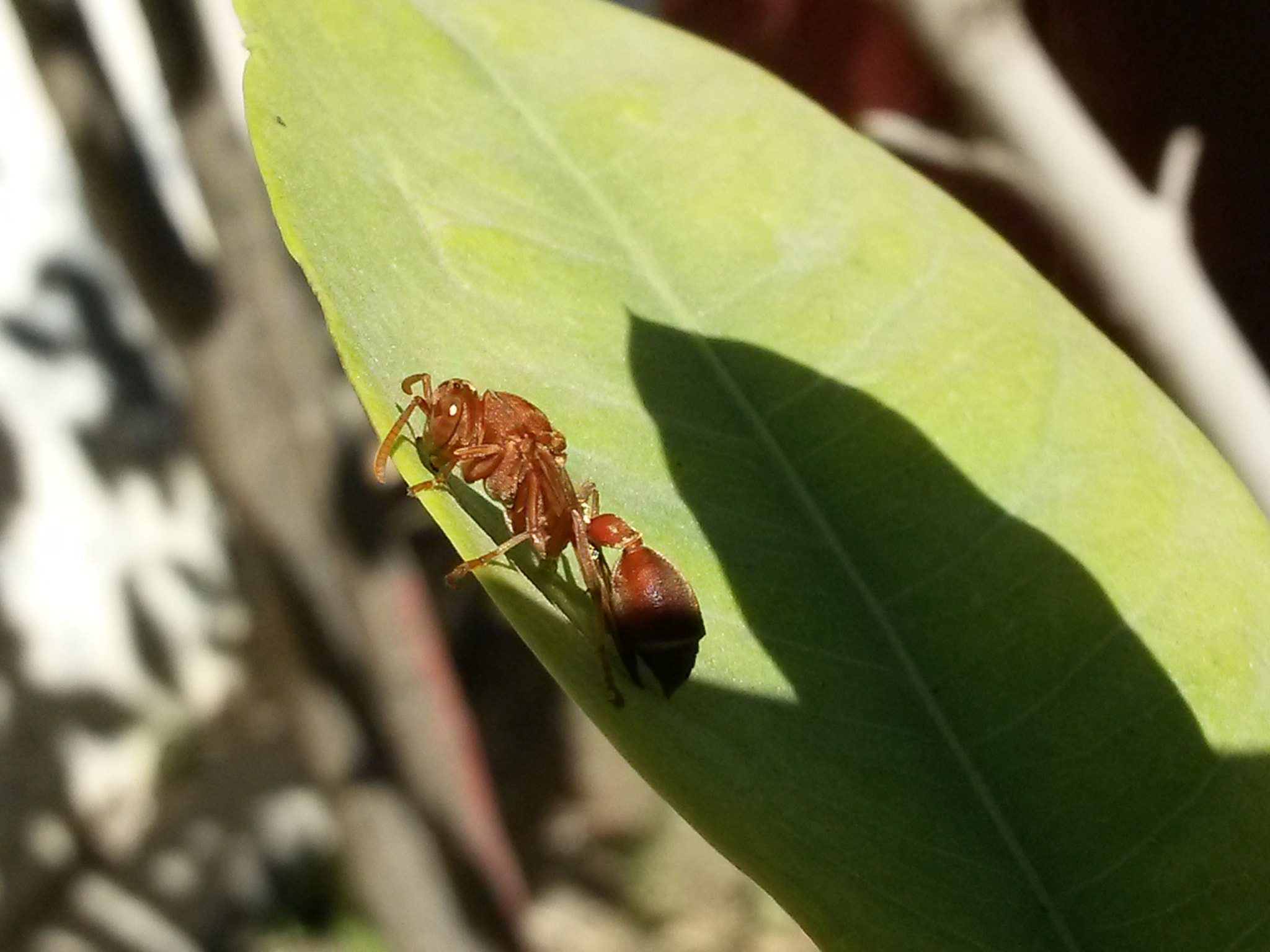 Samsung Galaxy Mega 6.3 sample photo. Honey bee photography