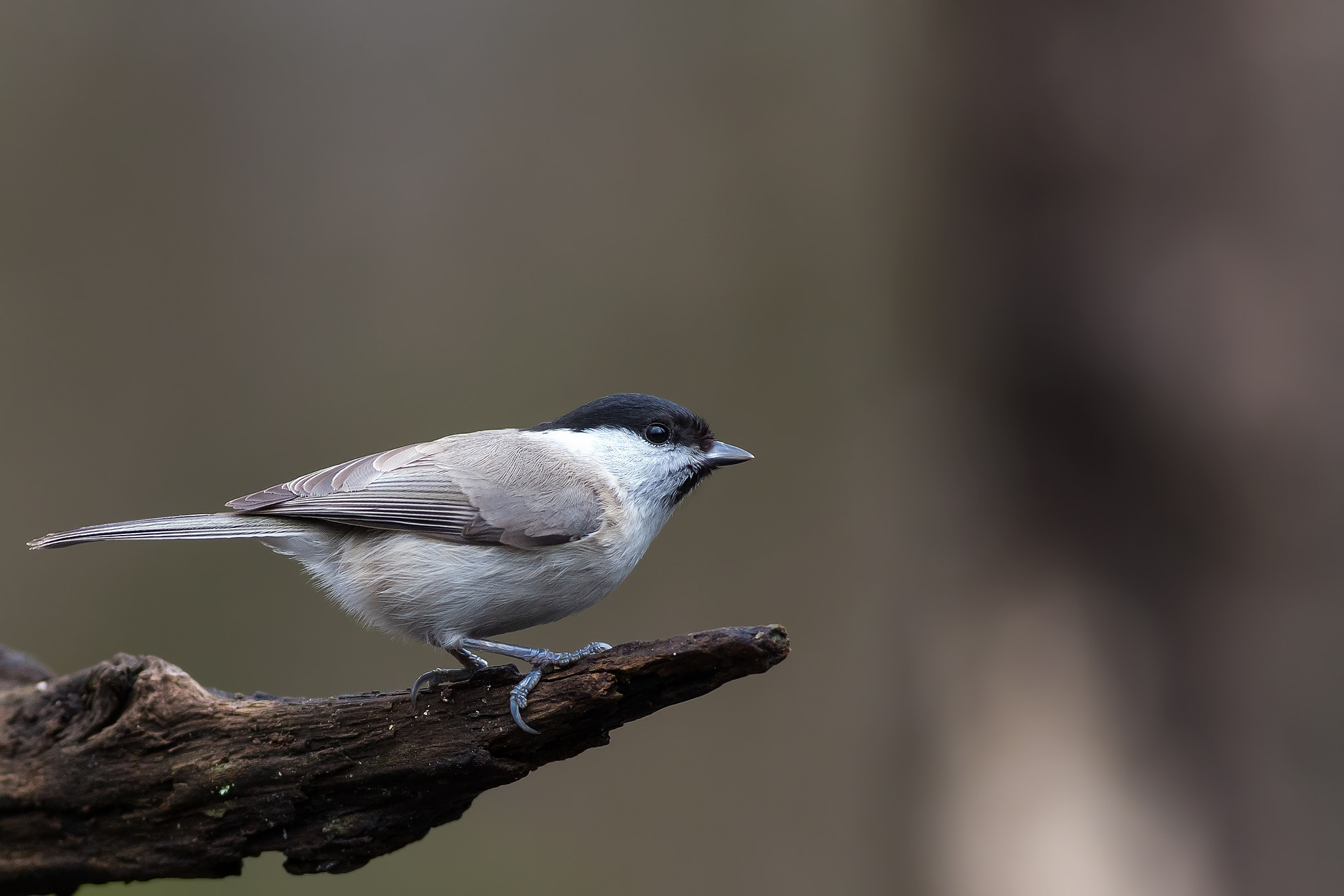 Canon EOS-1D X + Canon EF 400mm F5.6L USM sample photo. Cincia bigia photography