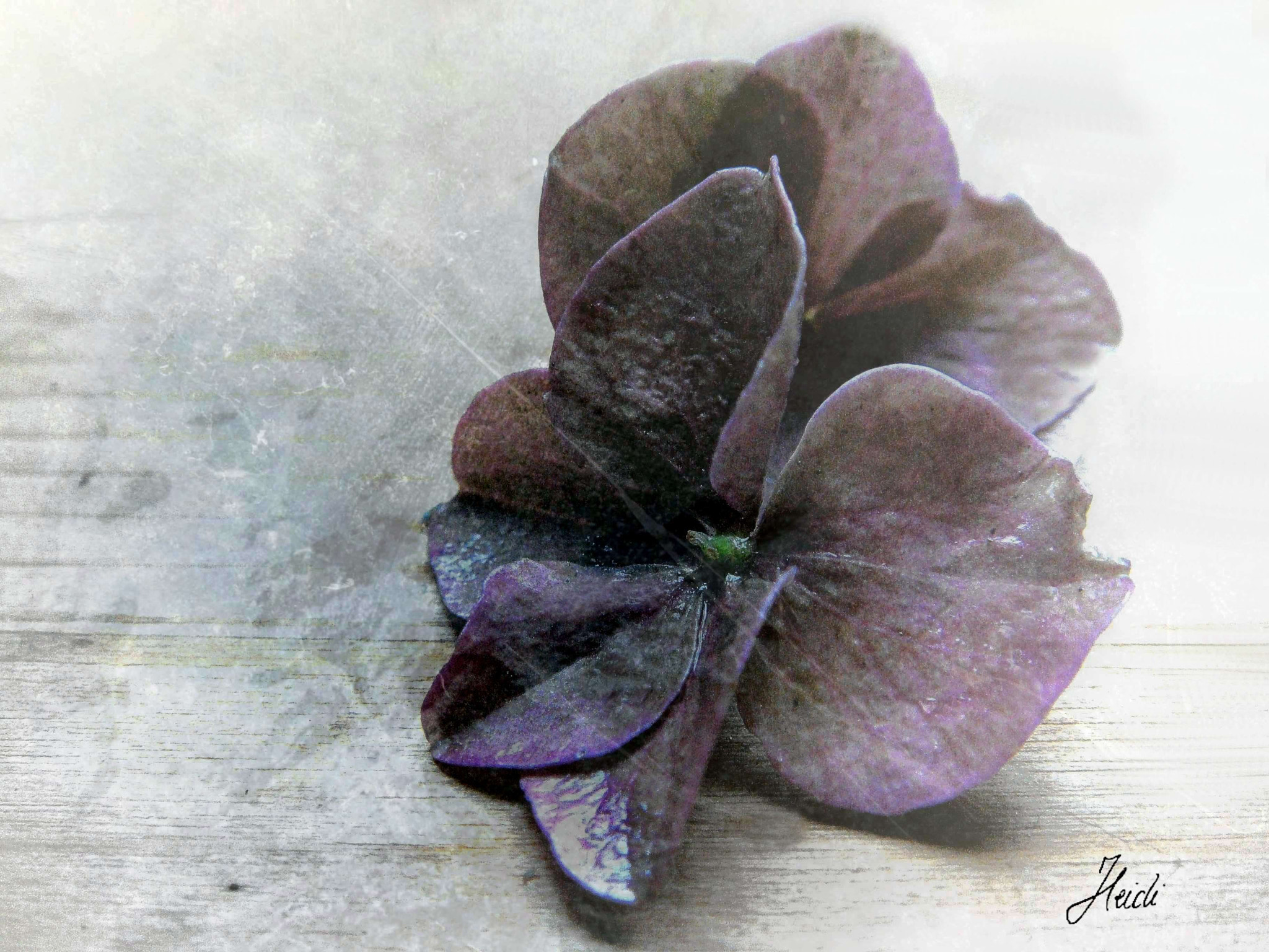 Sony DSC-T77 sample photo. Hortensienblüten photography