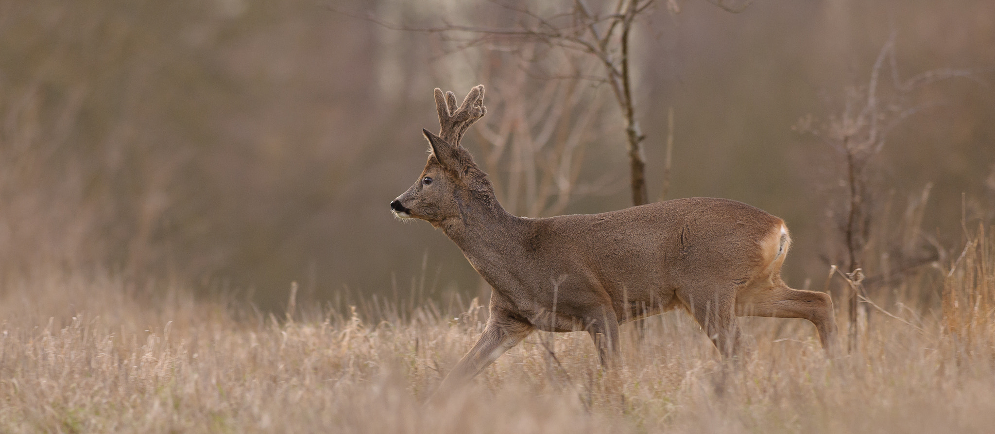 Nikon AF-S Nikkor 300mm F2.8G ED VR II sample photo. Early roebuck early in february photography