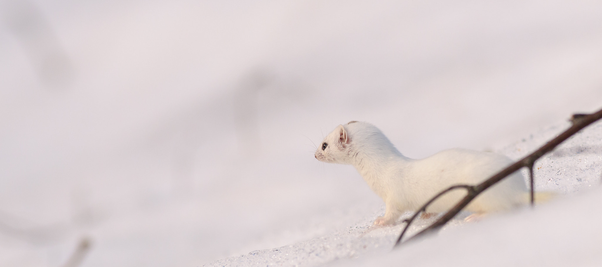 Nikon AF-S Nikkor 300mm F2.8G ED VR II sample photo. Least weasel on old snow photography
