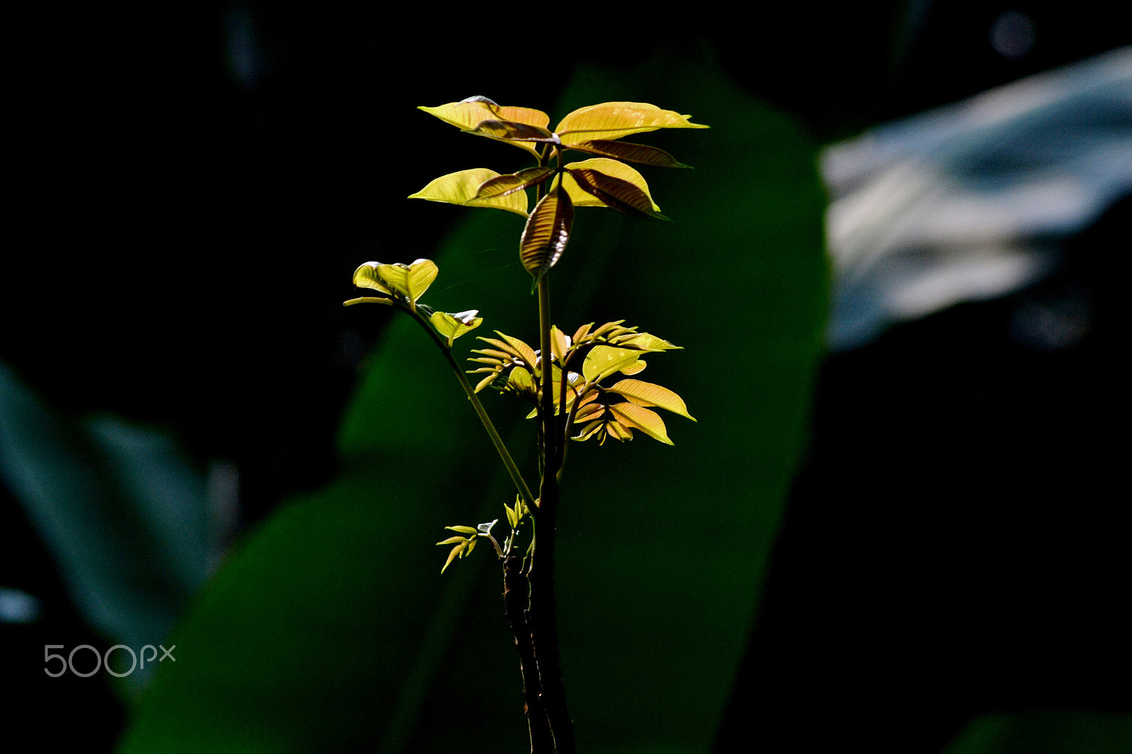 Nikon AF Nikkor 70-300mm F4-5.6G sample photo. Nature photography