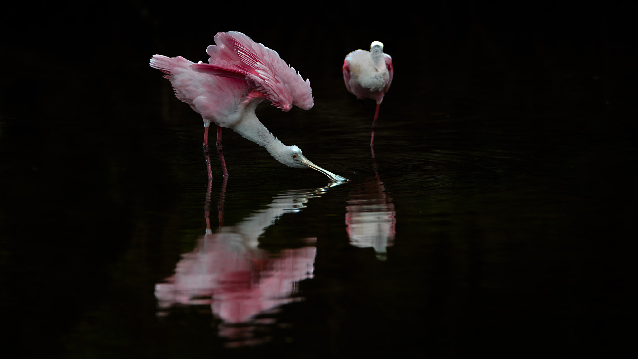 Canon EOS 5DS R + Canon EF 400mm F2.8L IS II USM sample photo. Spoonbill photography
