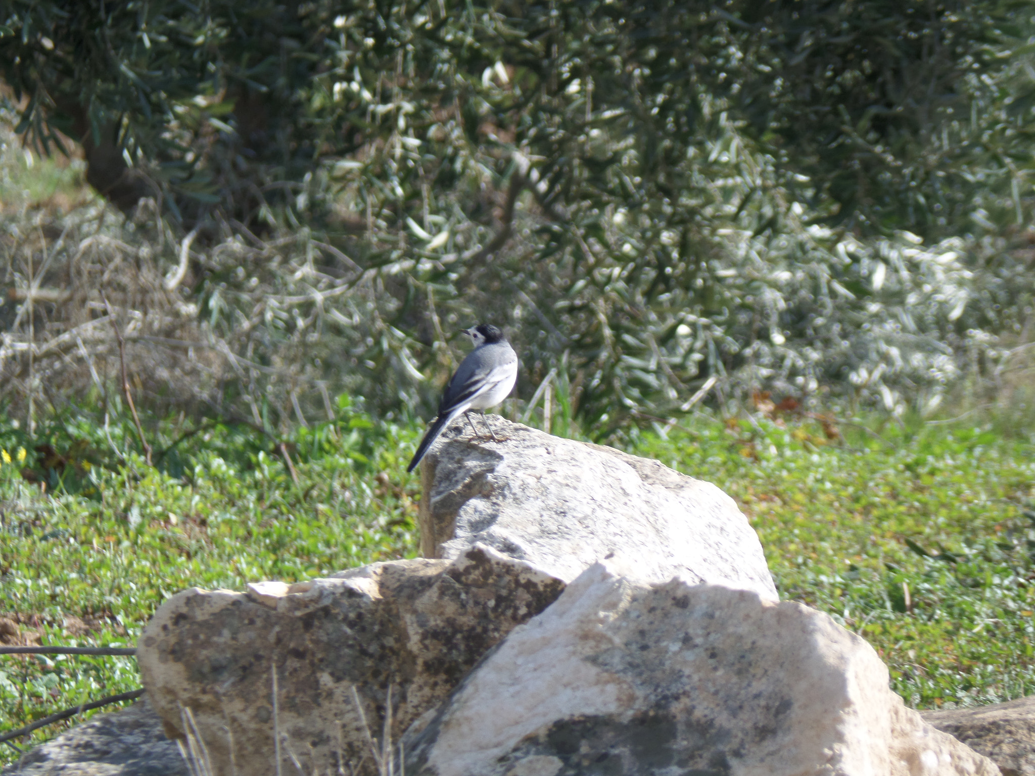 Samsung WB800F sample photo. A bird in the nature of palestine photography