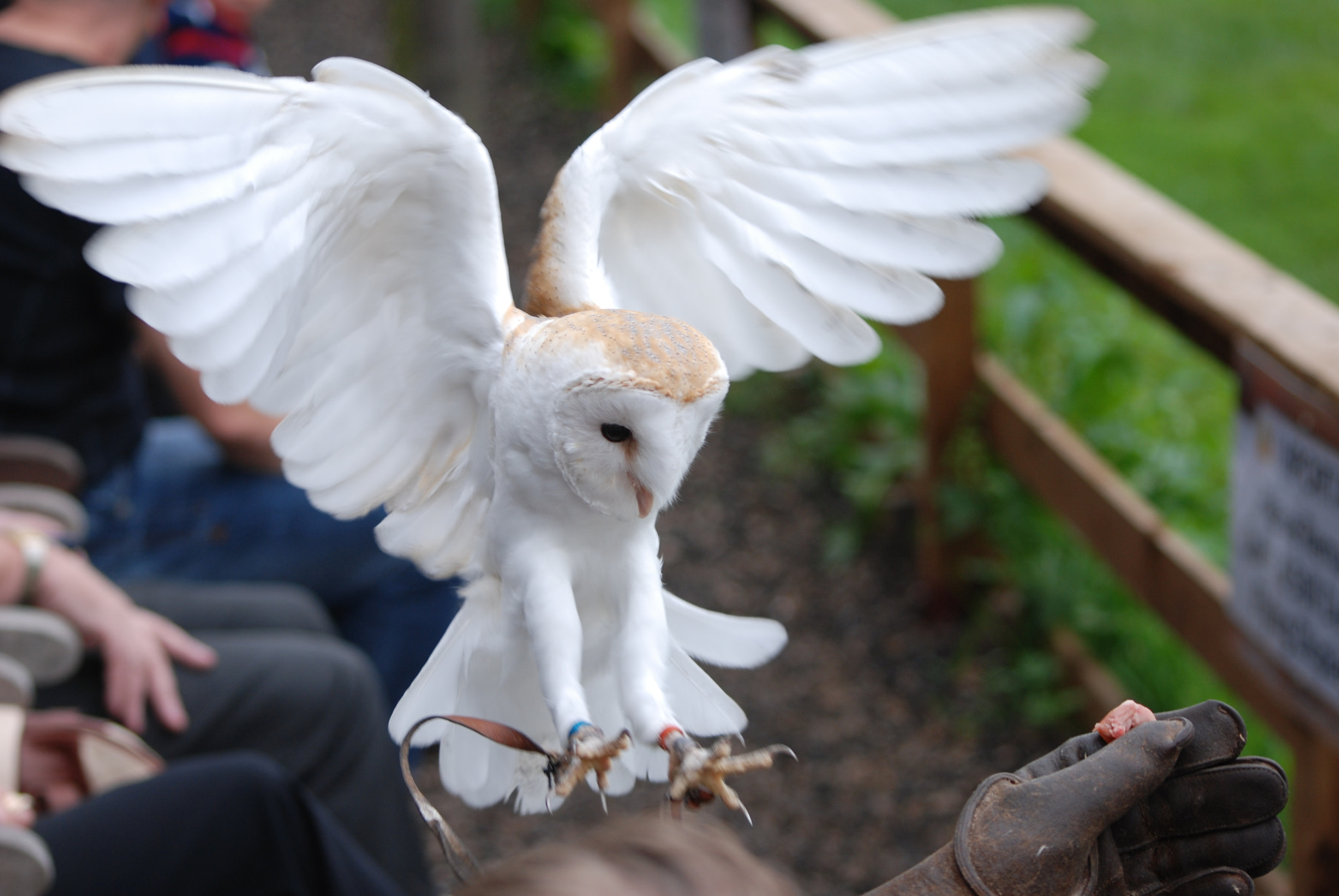 Nikon D80 + Sigma 70-300mm F4-5.6 APO Macro Super II sample photo. Barn owl photography