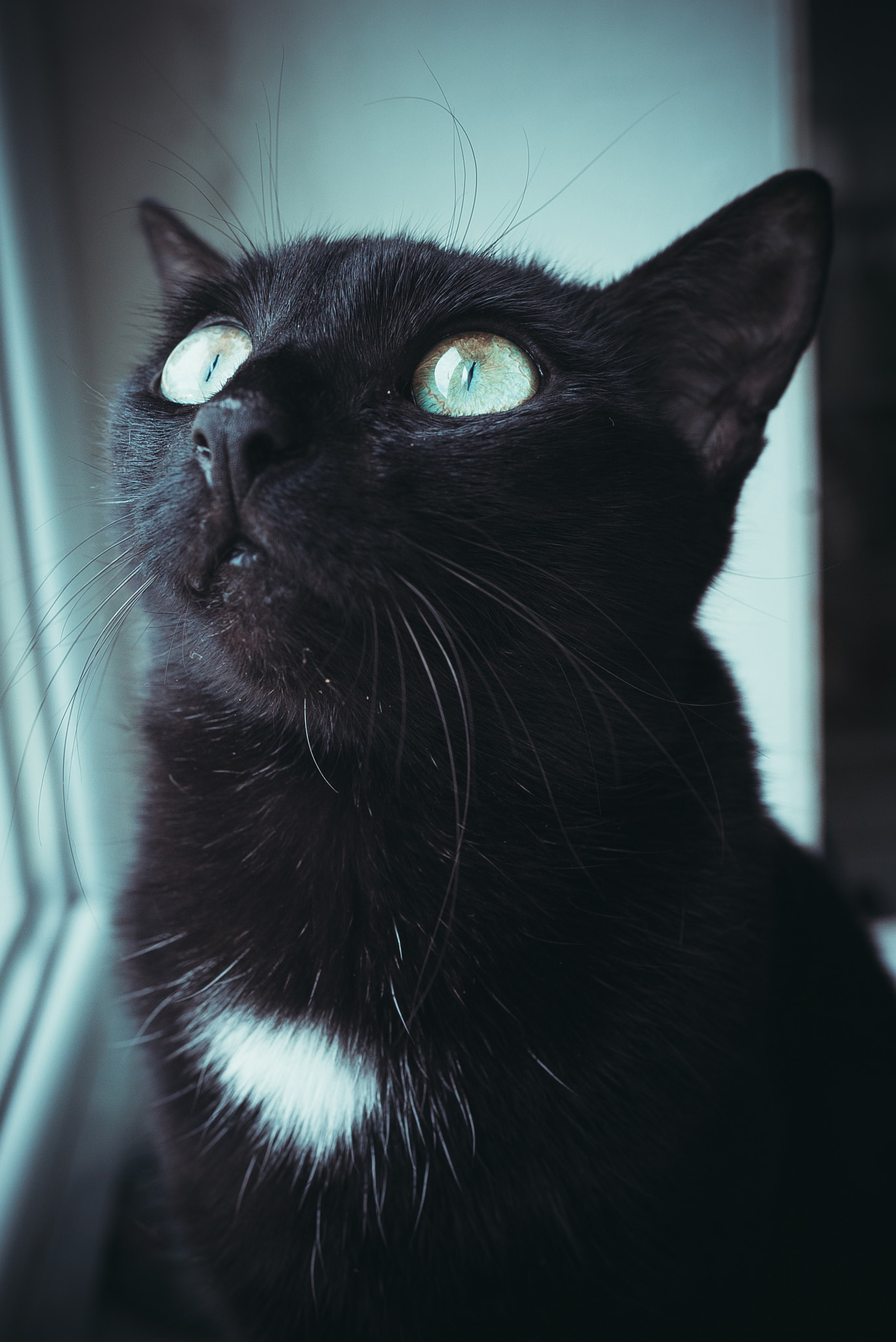 Sony a7S sample photo. как же без котиков photography