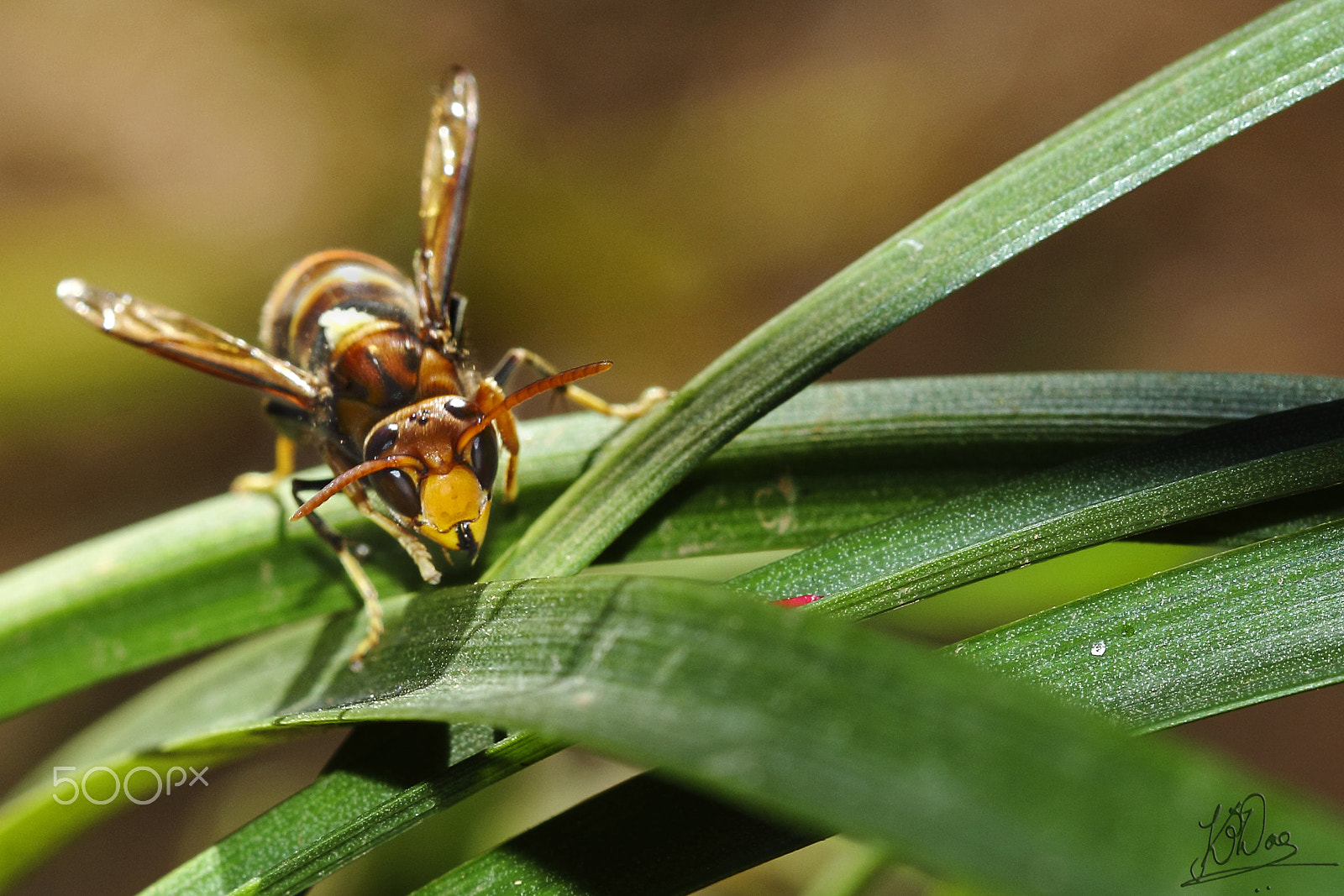 Canon EOS 550D (EOS Rebel T2i / EOS Kiss X4) + Canon EF 100mm F2.8 Macro USM sample photo. Face off.... photography