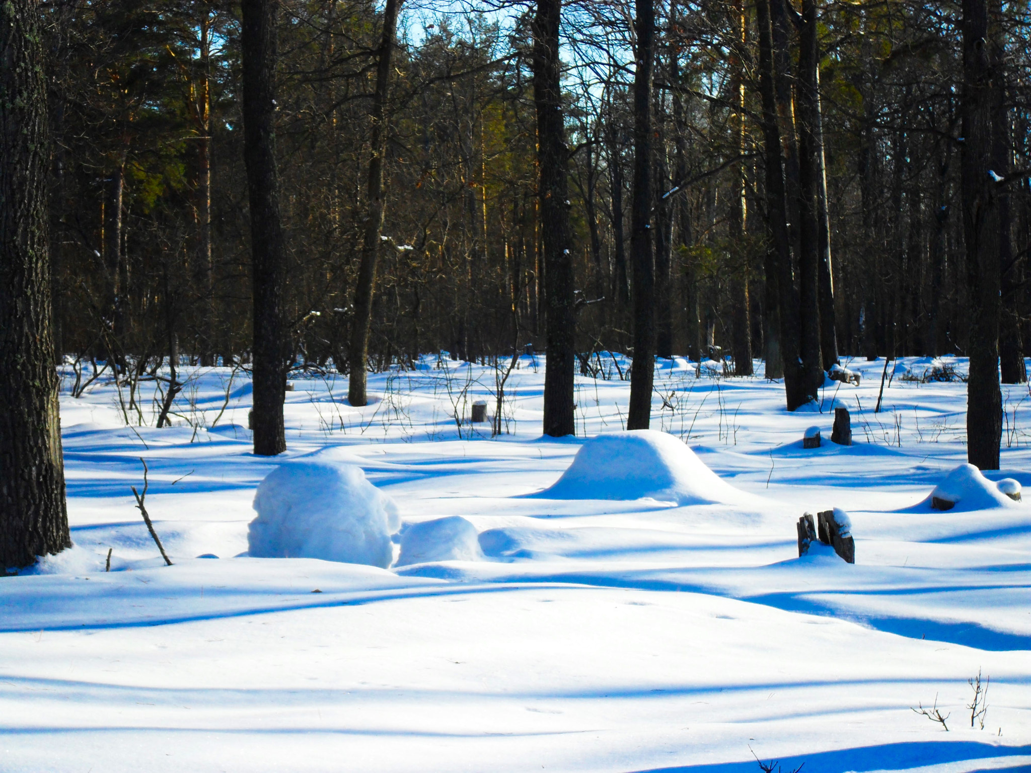 Samsung ES60 / VLUU ES60 /  SL105 /  ES63 sample photo. Winter. landscape. sunny morning after a snowstorm. photography