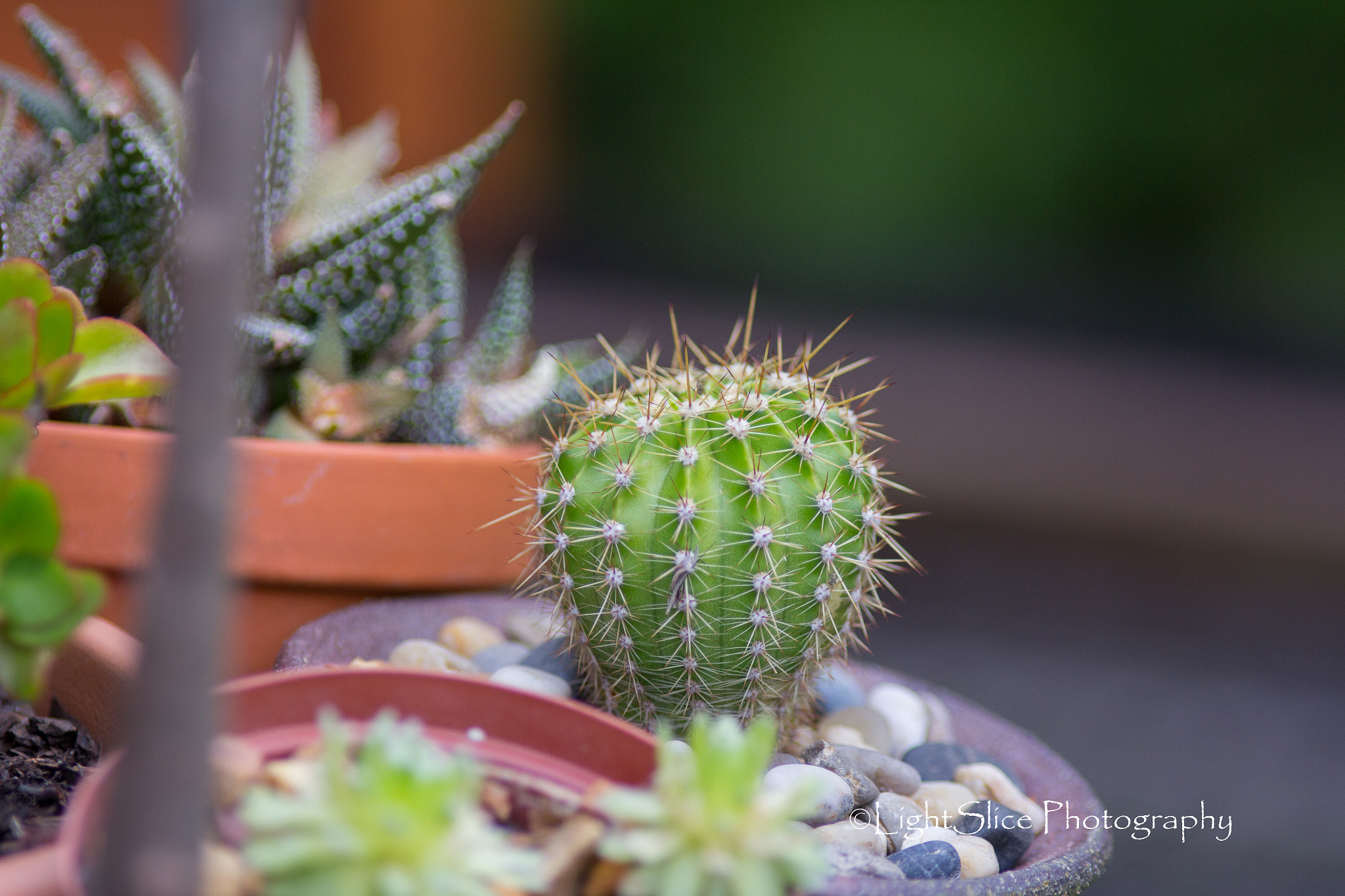 Canon EOS 60D + Canon EF 200mm F2.8L II USM sample photo. _mg_7368.jpg photography