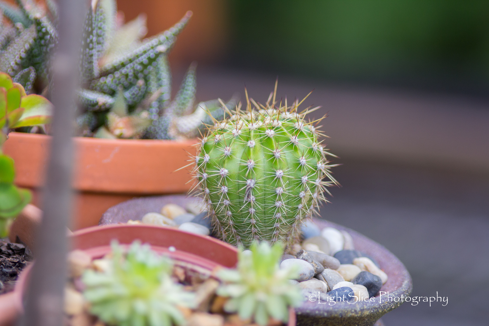 Canon EOS 60D + Canon EF 200mm F2.8L II USM sample photo. _mg_7369.jpg photography