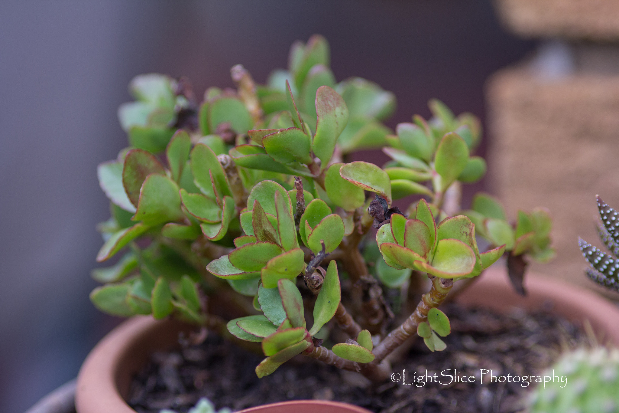 Canon EOS 60D + Canon EF 200mm F2.8L II USM sample photo. _mg_7375.jpg photography