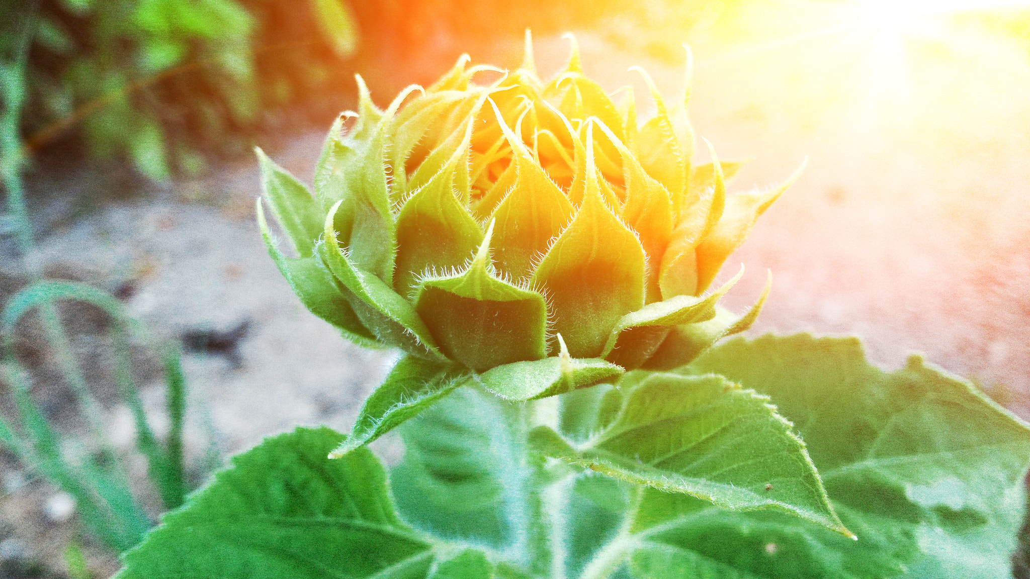 ASUS ZenFone 2 (ZE550ML) sample photo. Sunflower photography